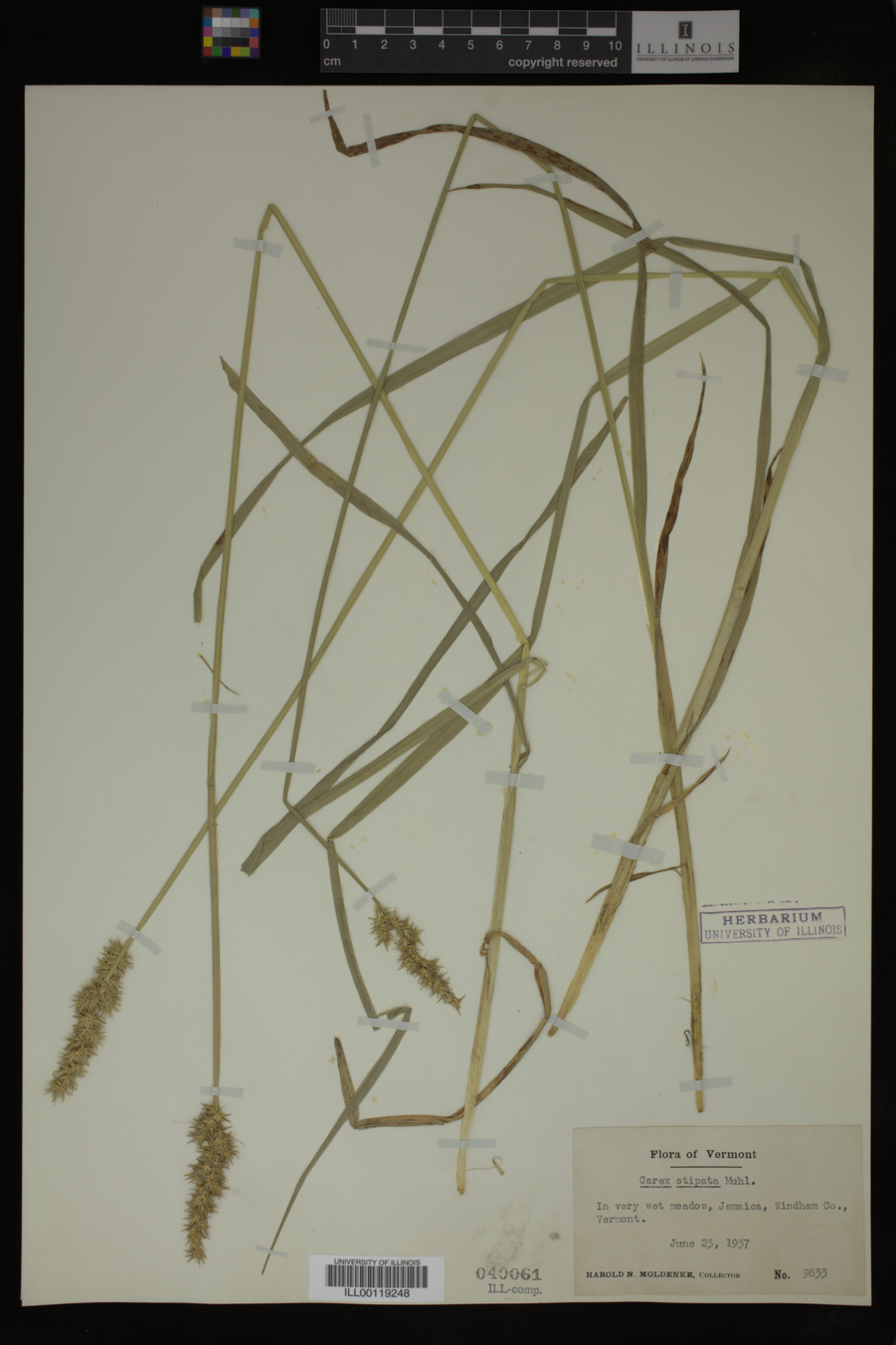 Carex stipata image