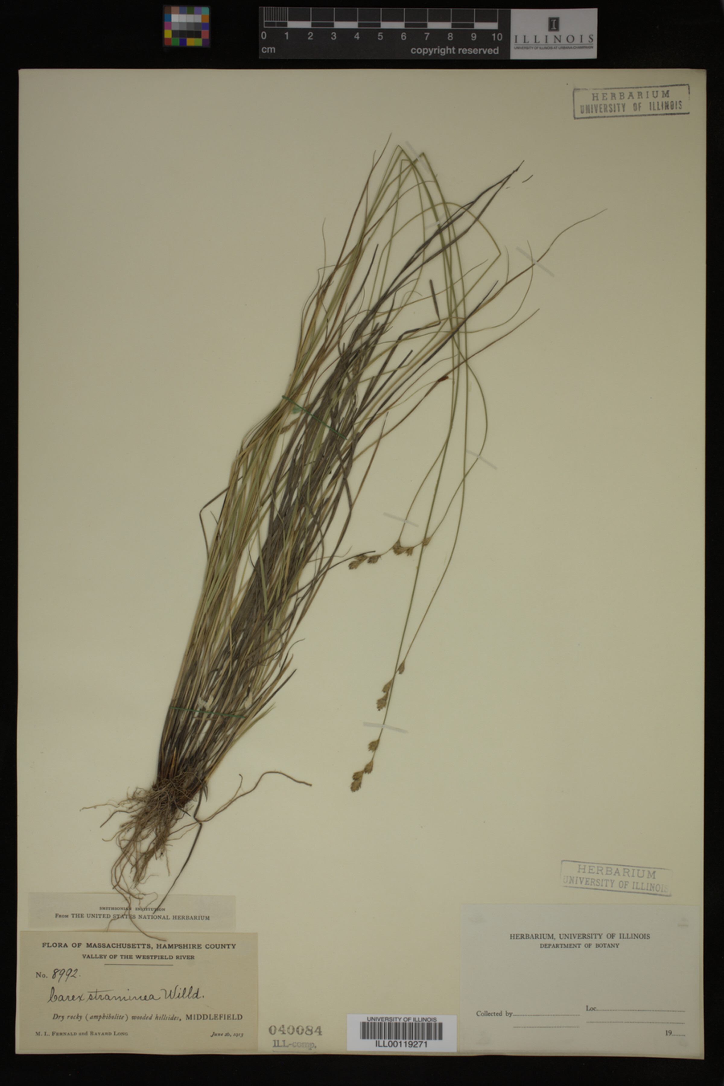 Carex straminea image
