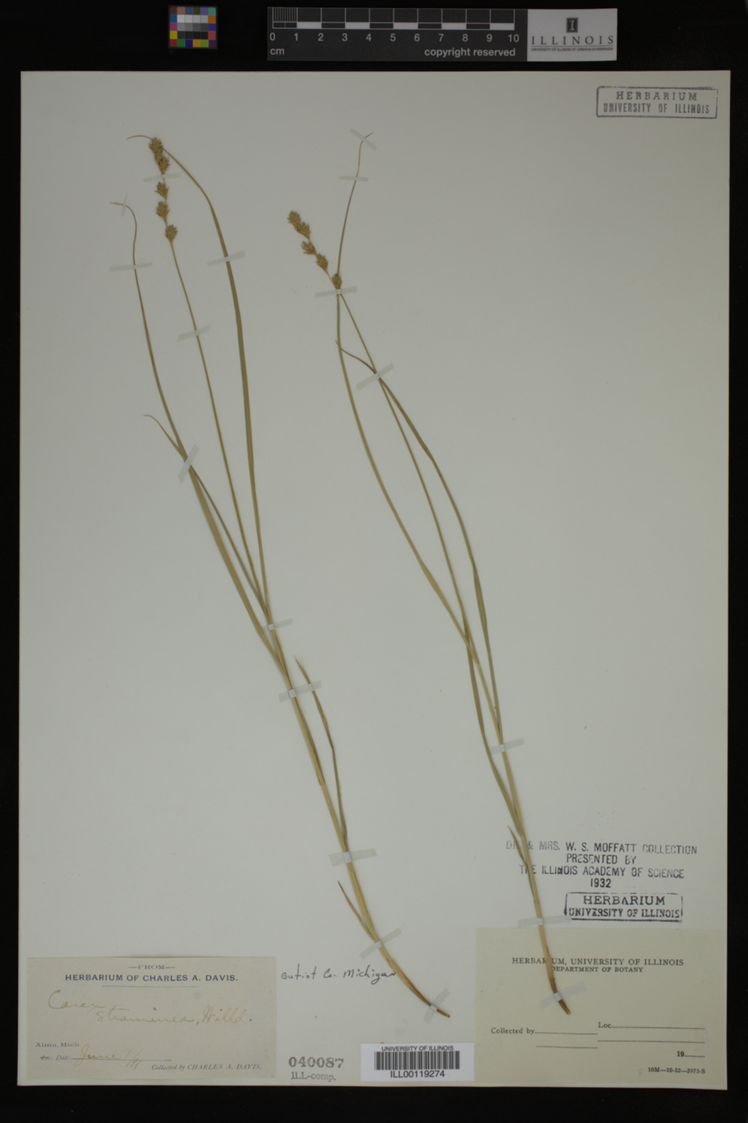 Carex straminea image