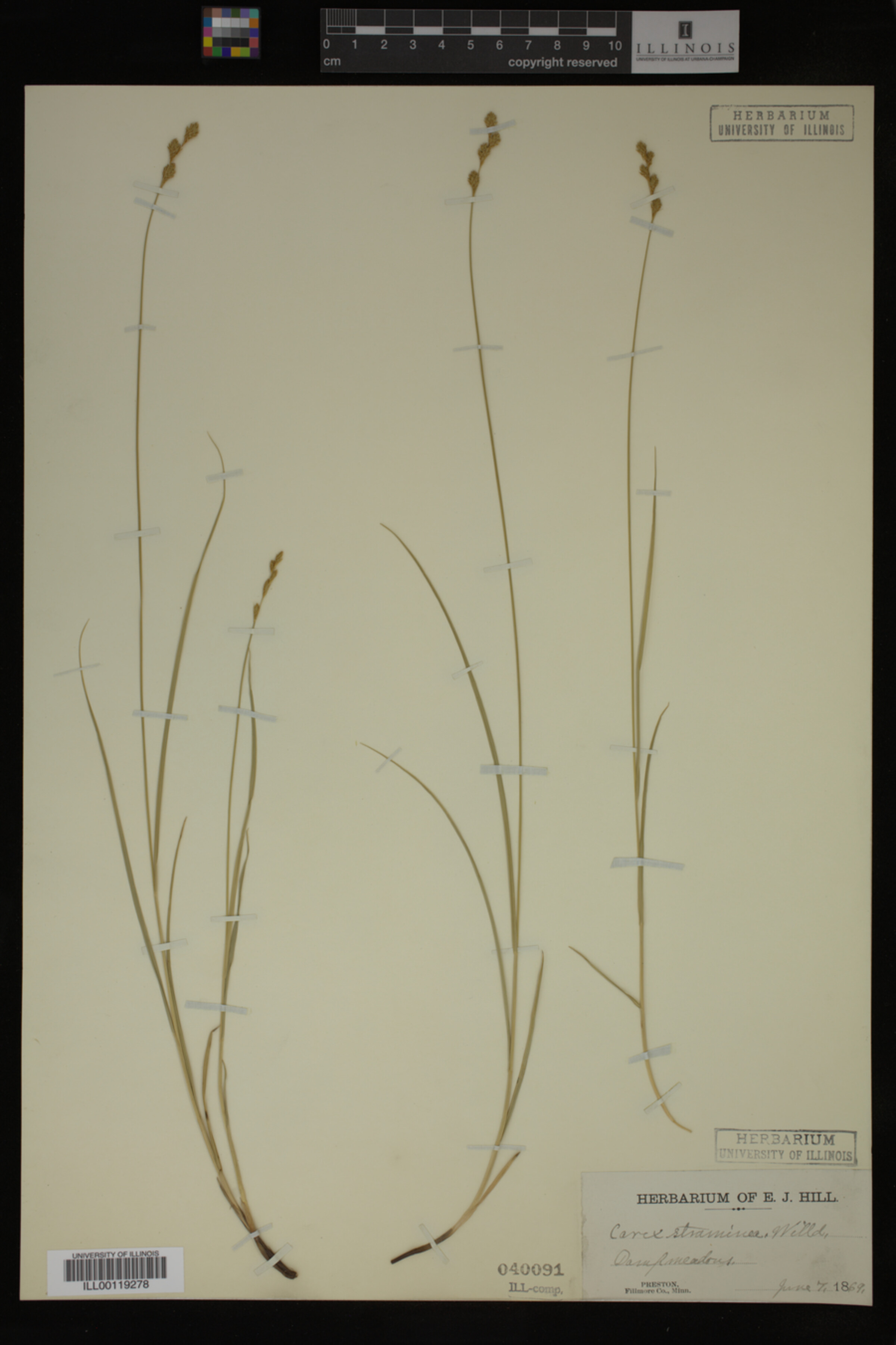 Carex straminea image