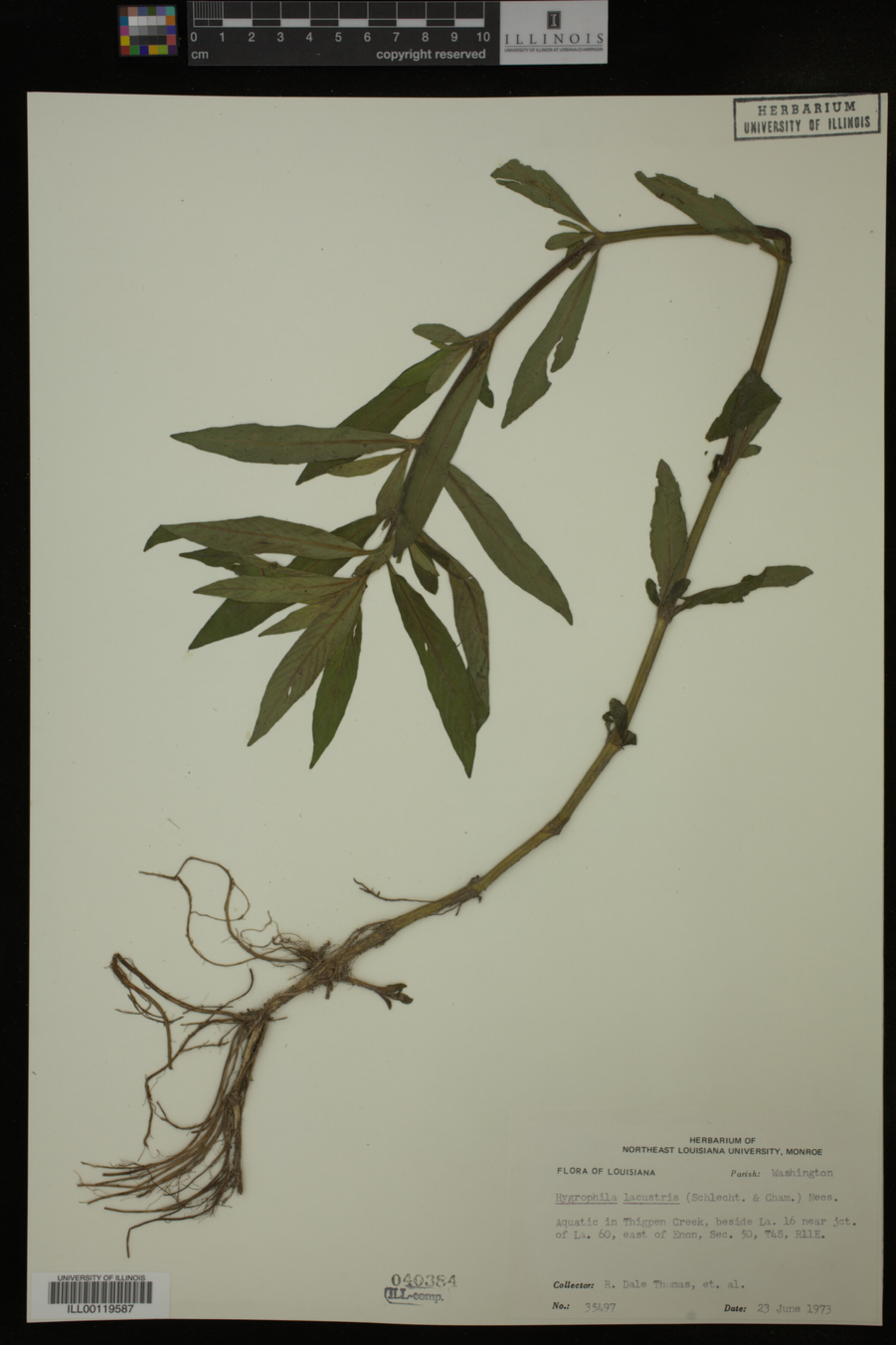Hygrophila lacustris image