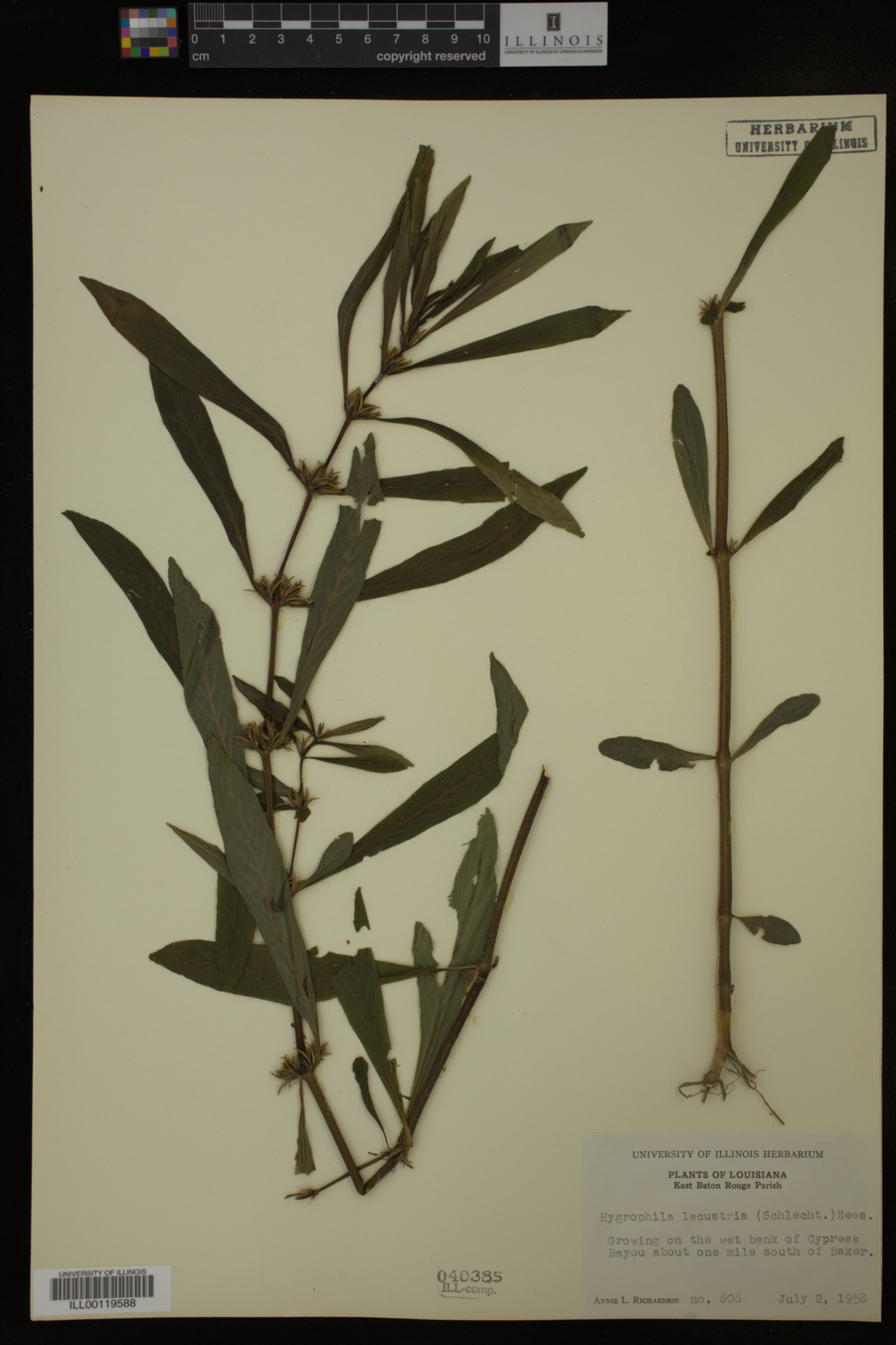 Hygrophila lacustris image