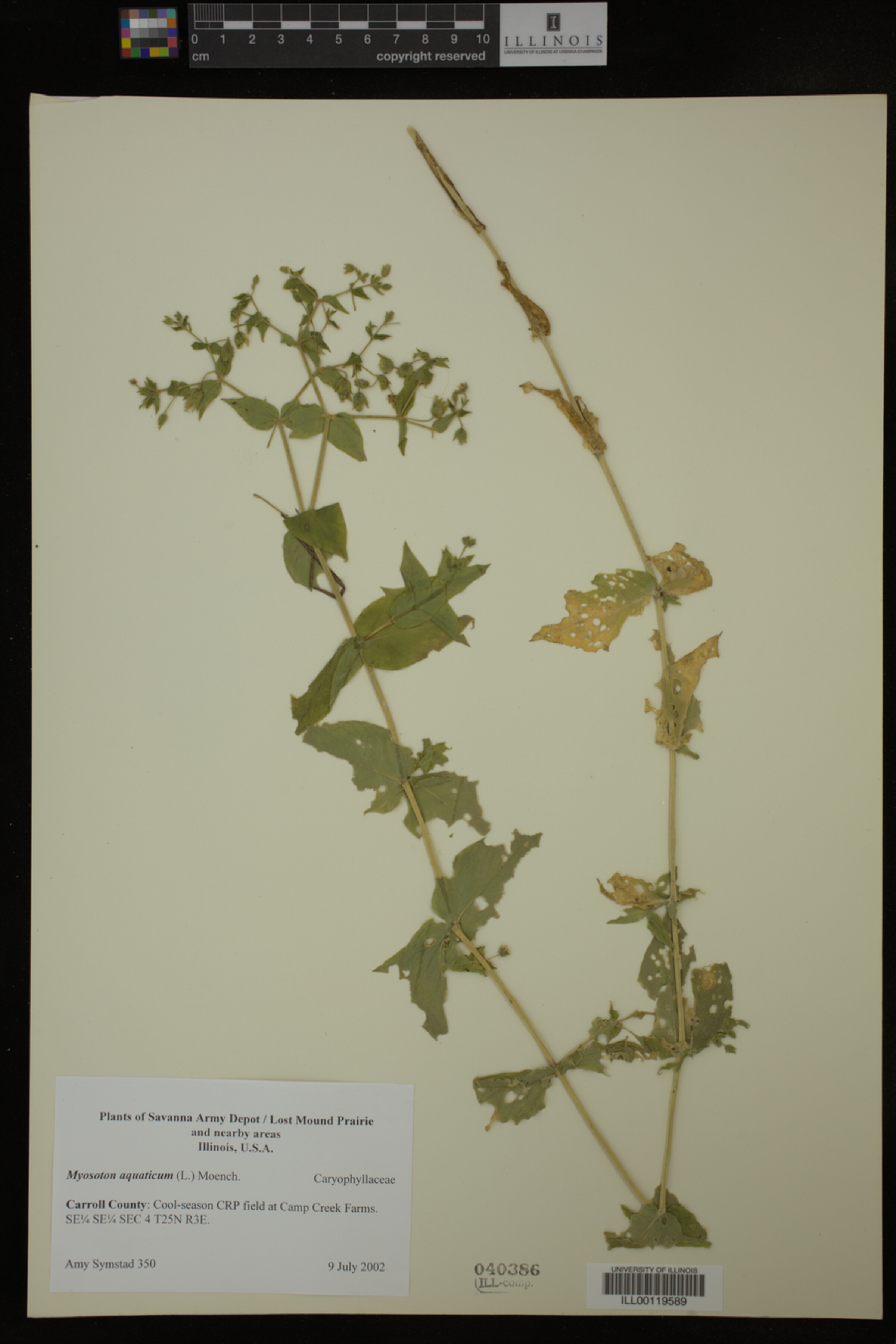 Myosoton image