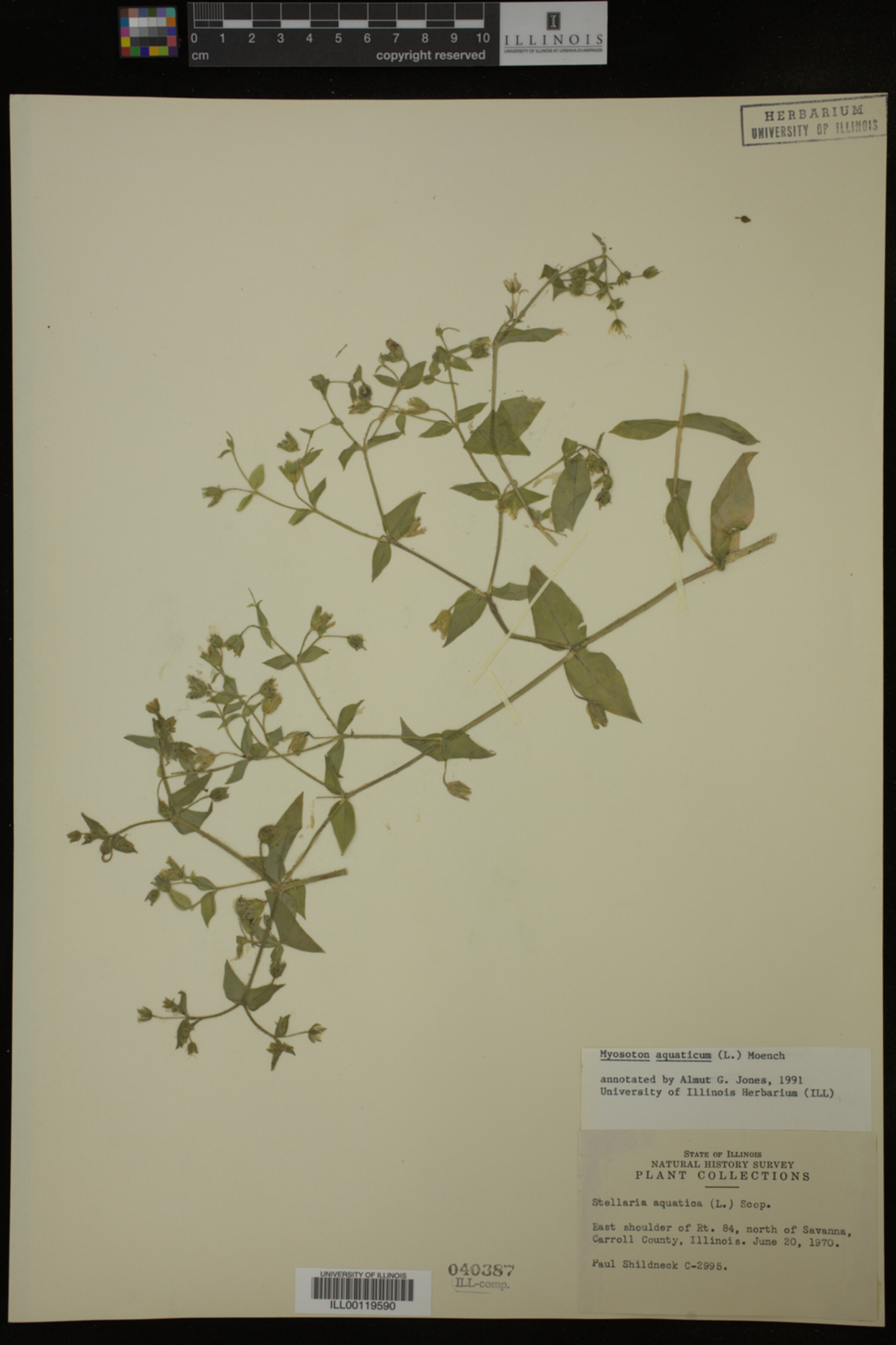 Myosoton aquaticum image
