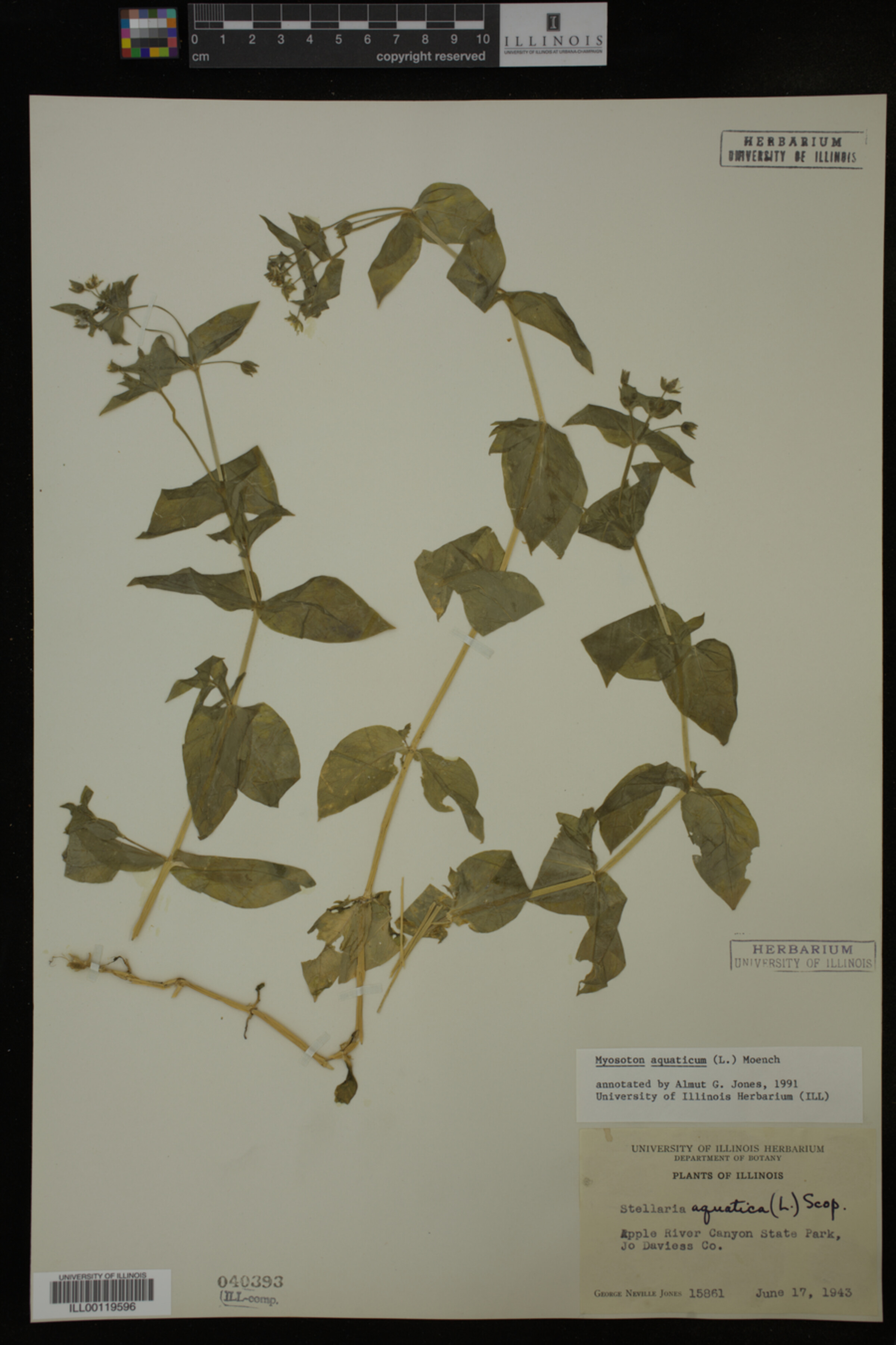 Myosoton aquaticum image