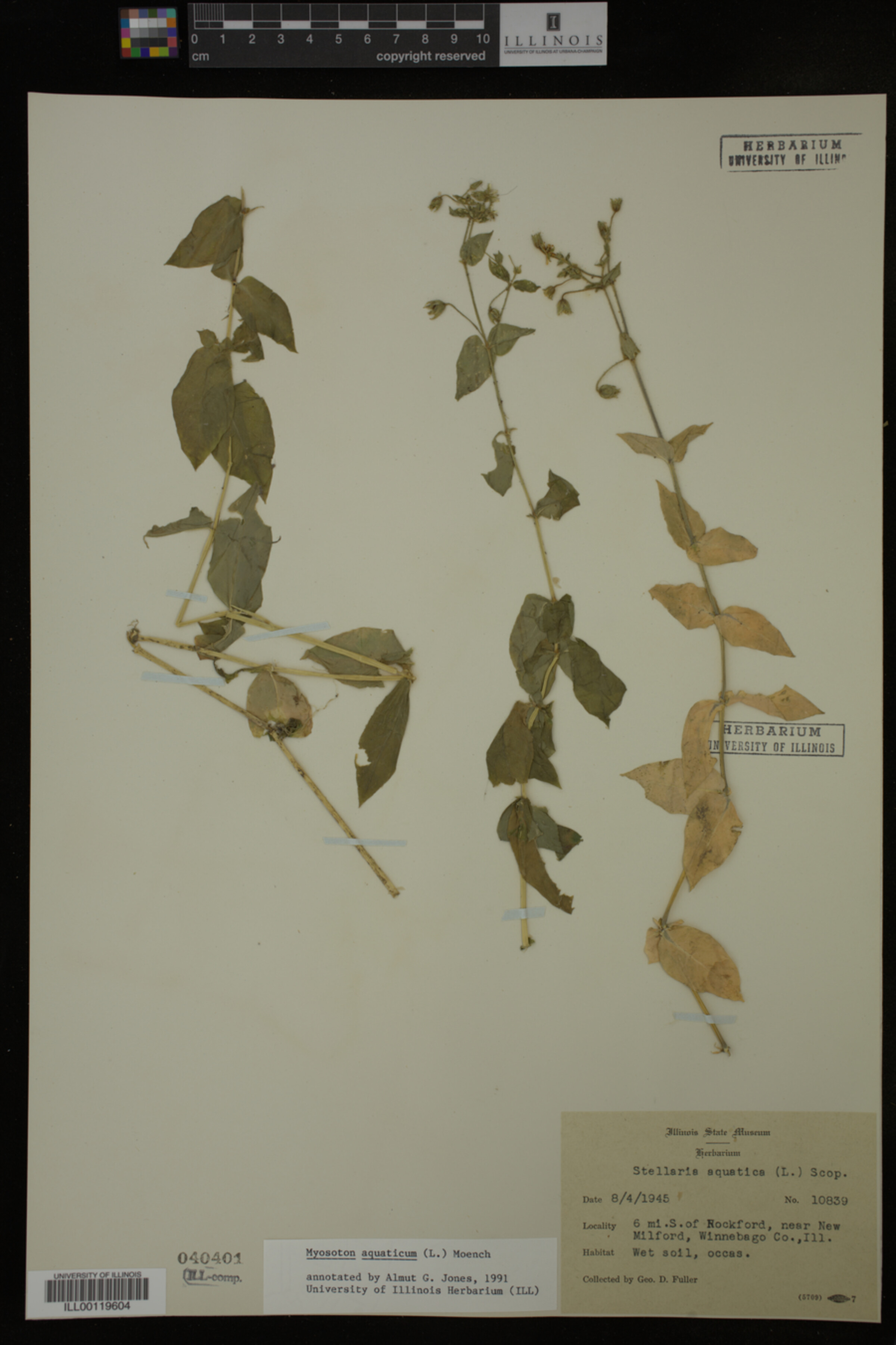 Myosoton aquaticum image