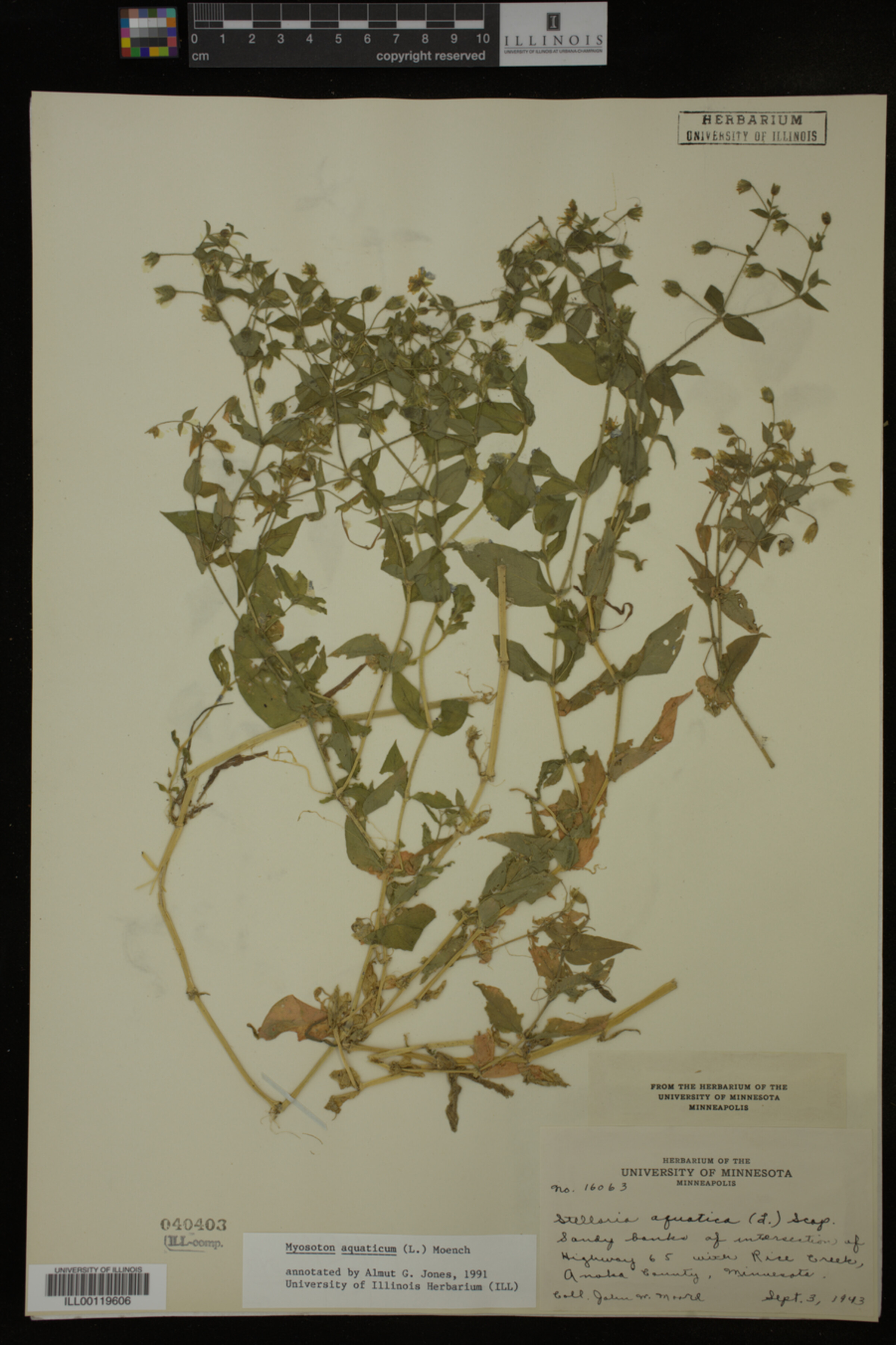 Myosoton aquaticum image
