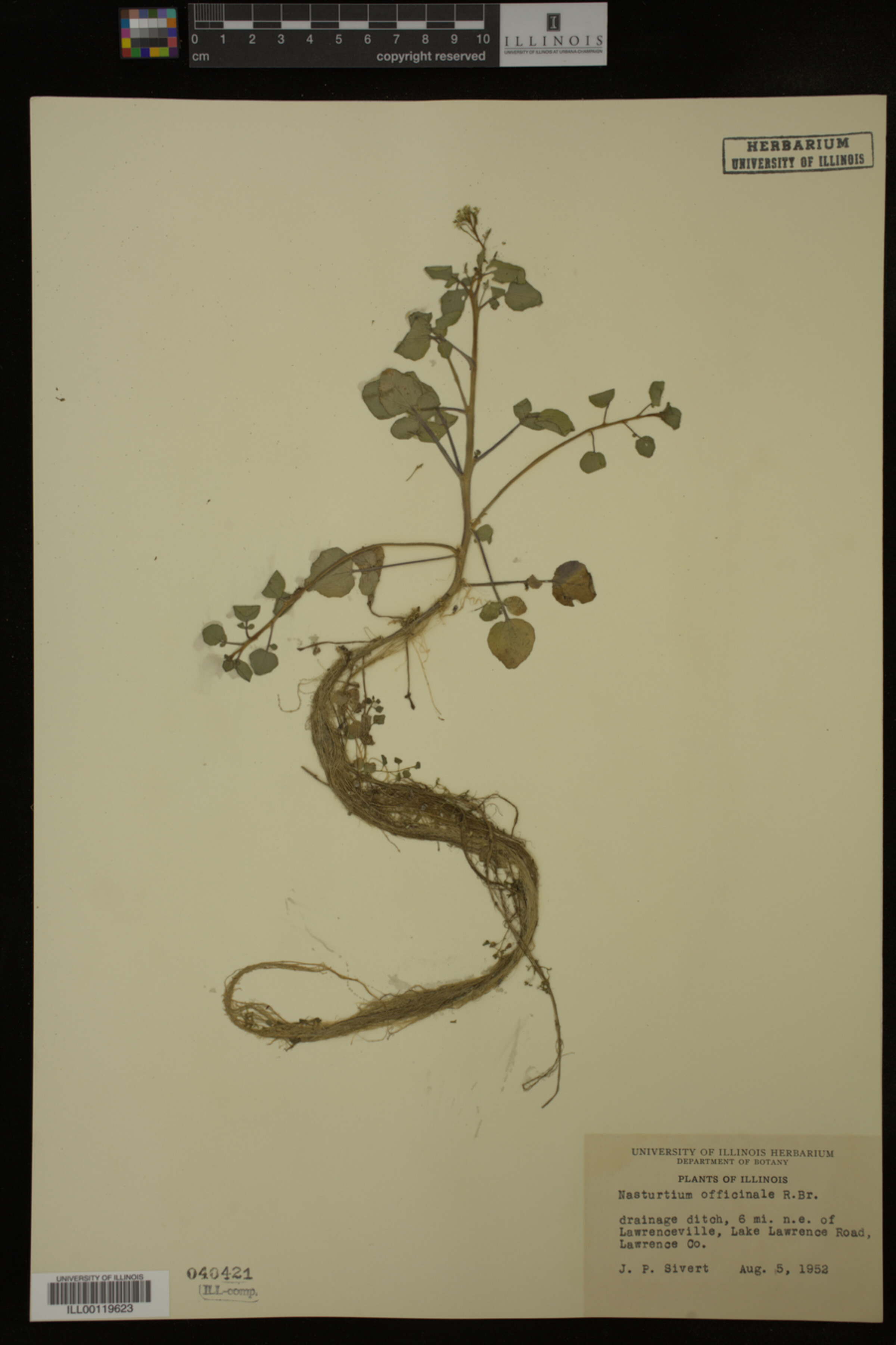 Nasturtium officinale image