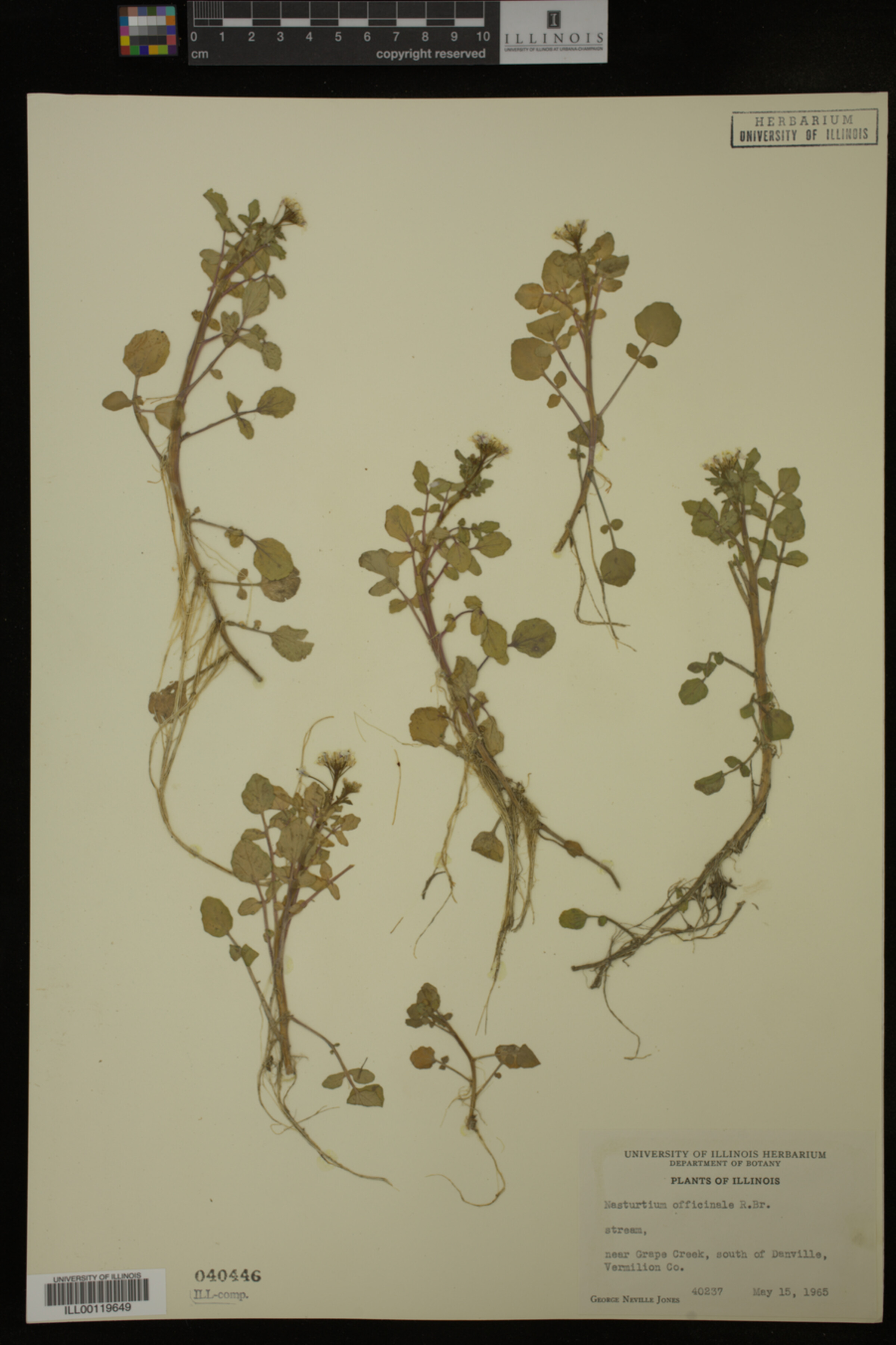 Nasturtium officinale image