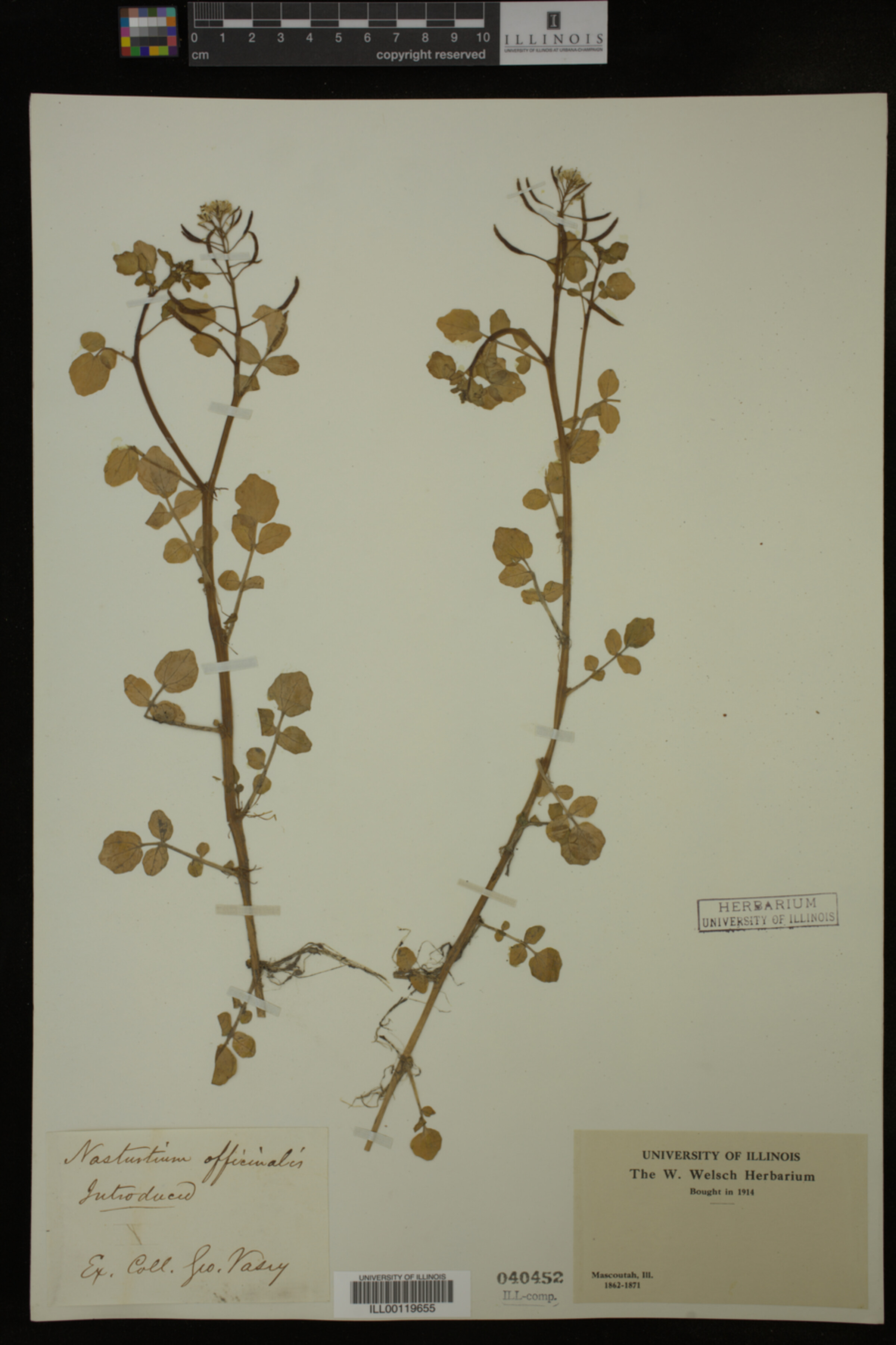 Nasturtium image