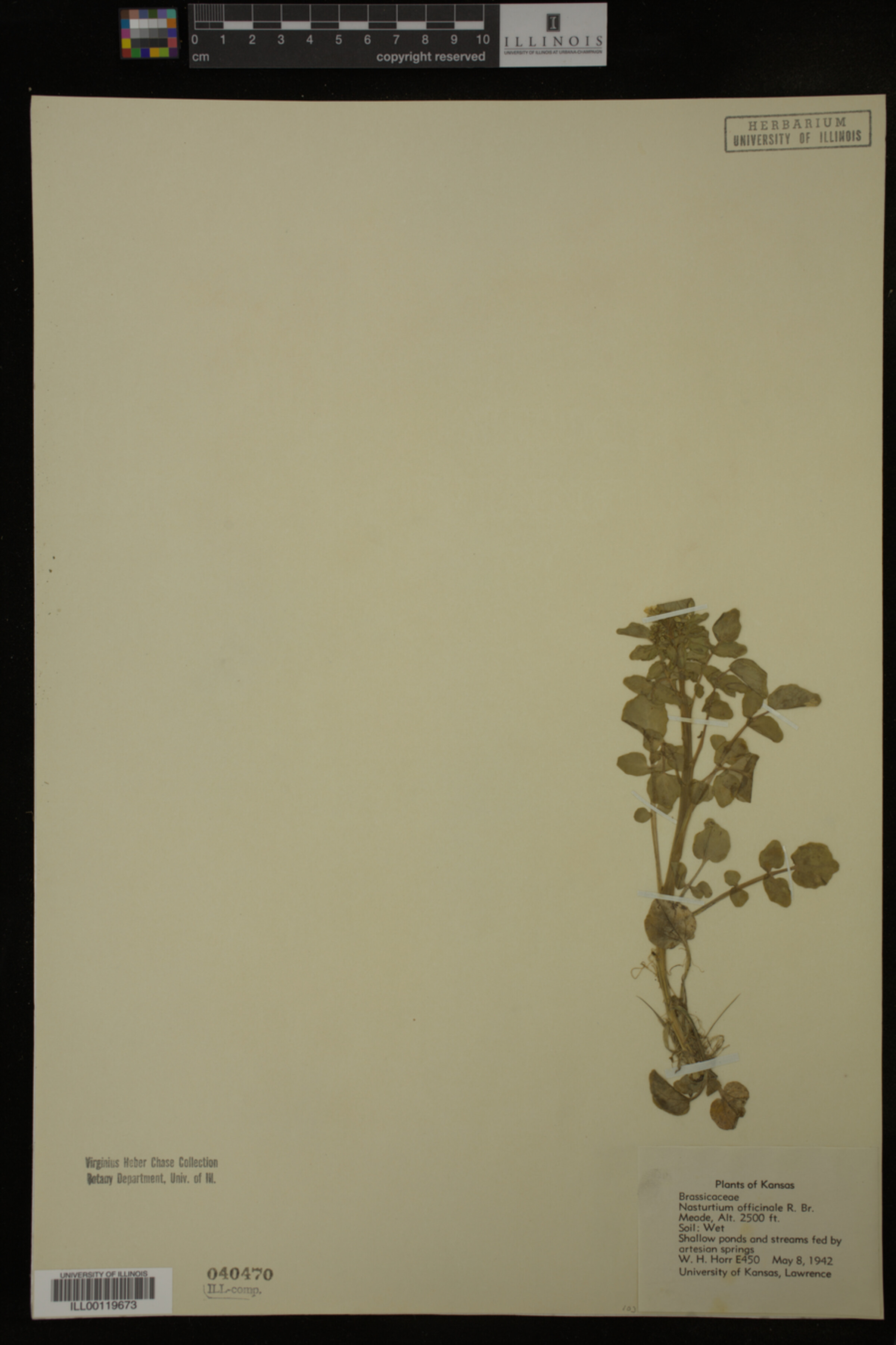 Nasturtium officinale image