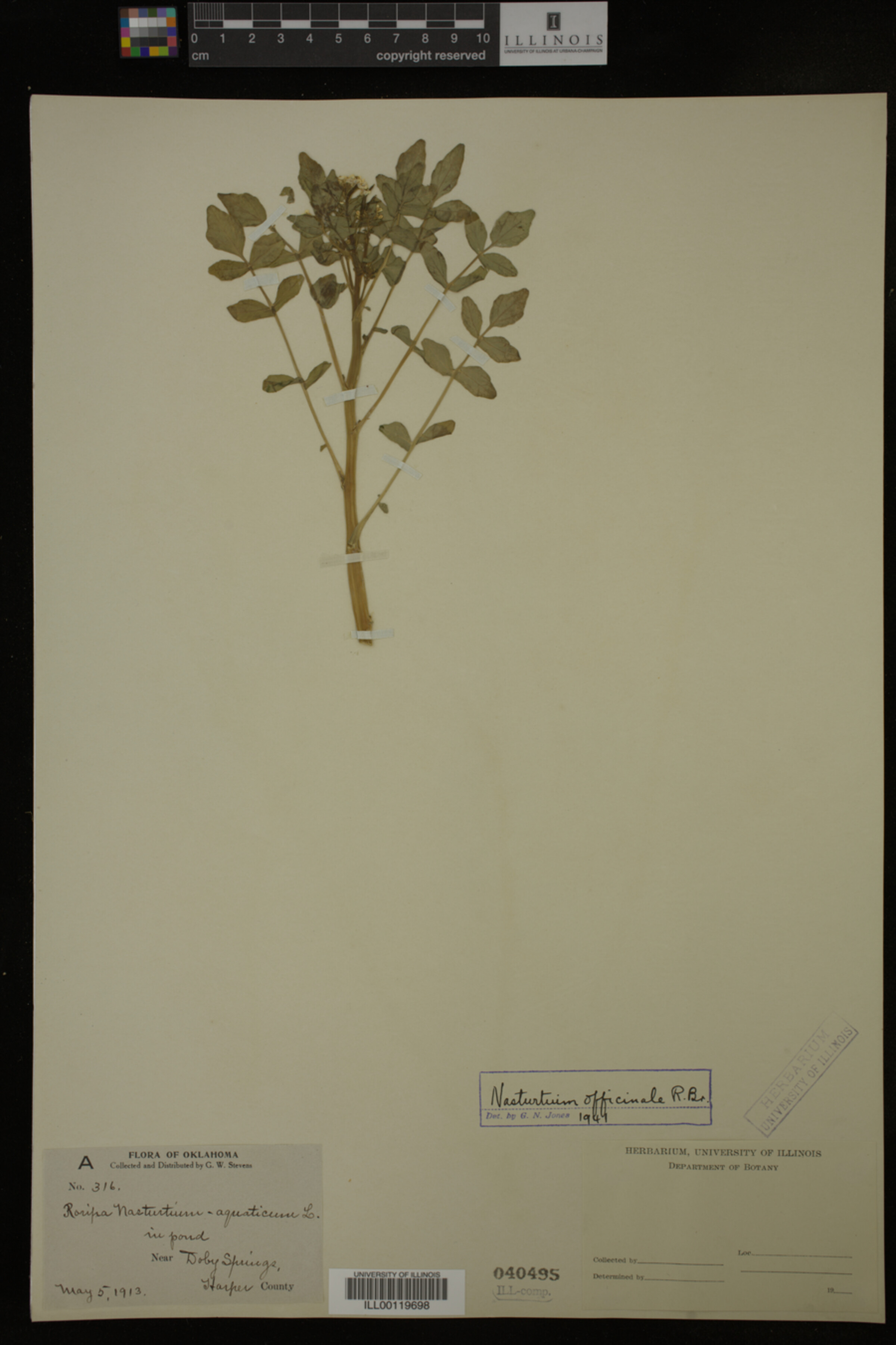 Nasturtium officinale image