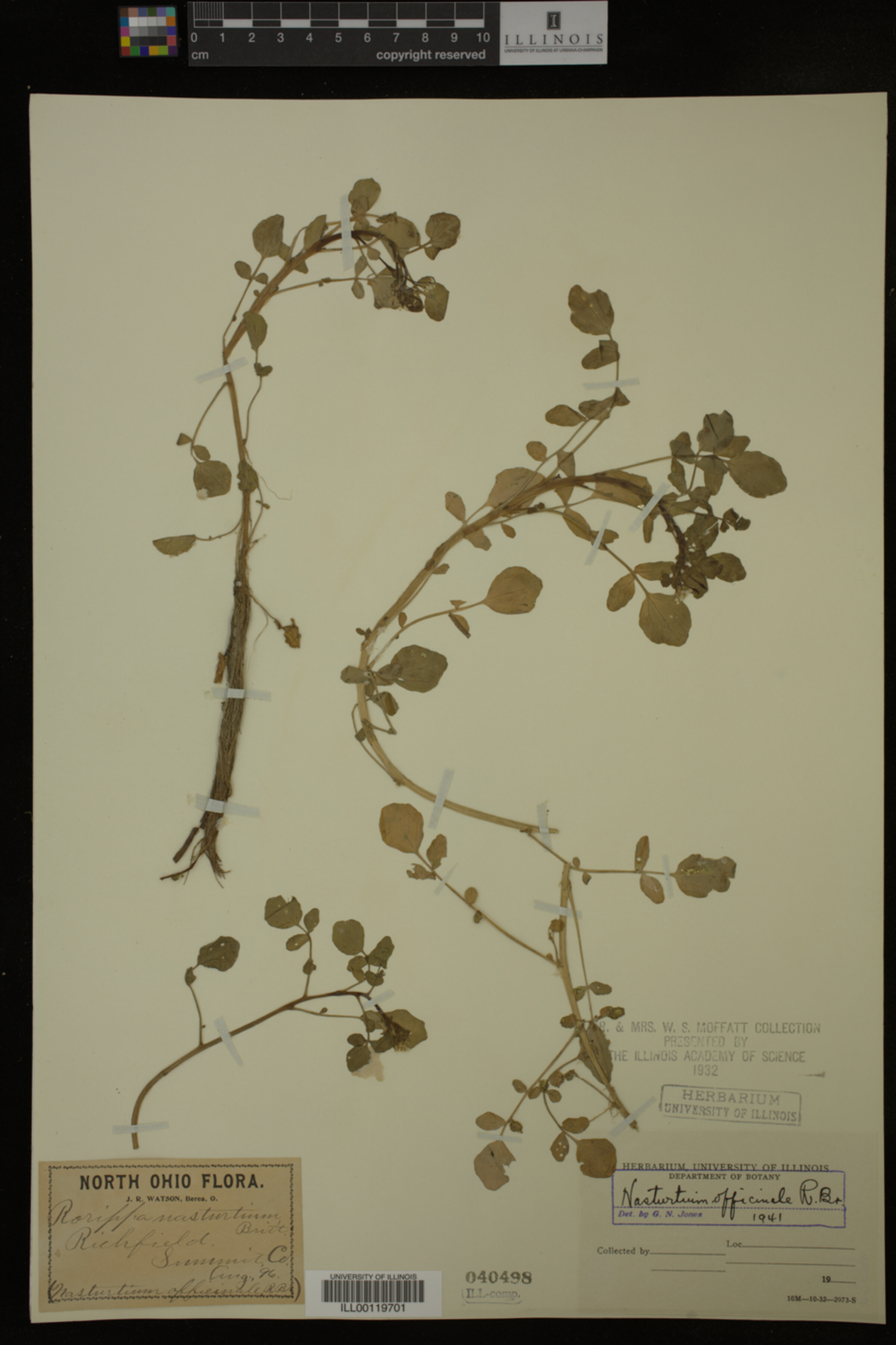 Nasturtium image
