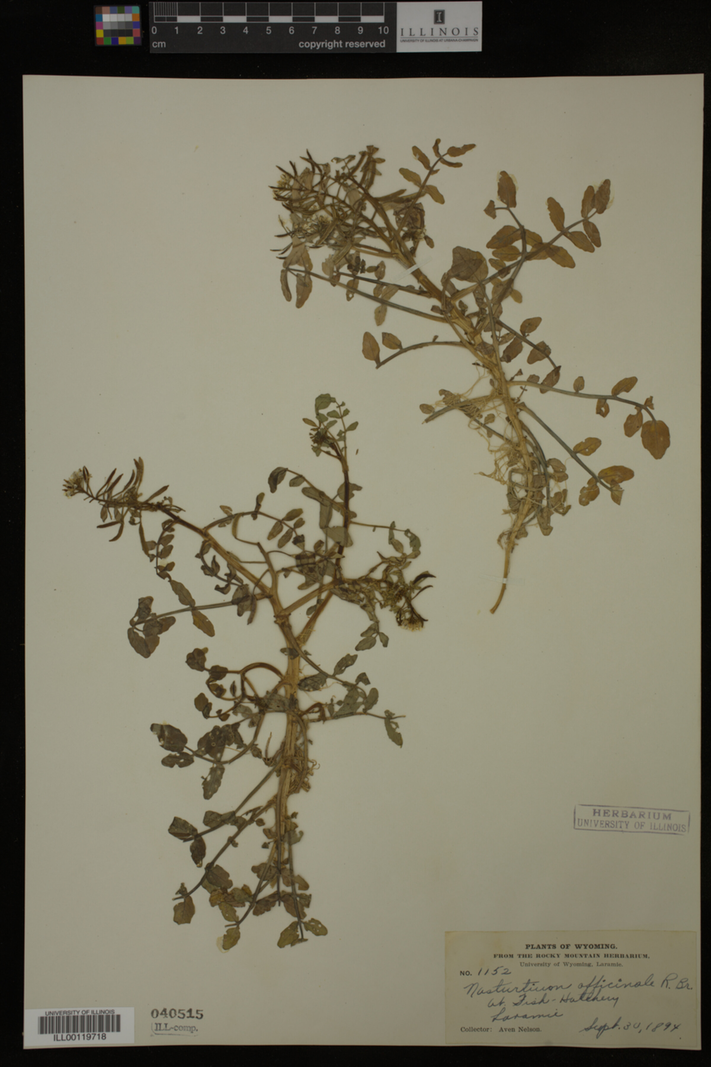 Nasturtium officinale image