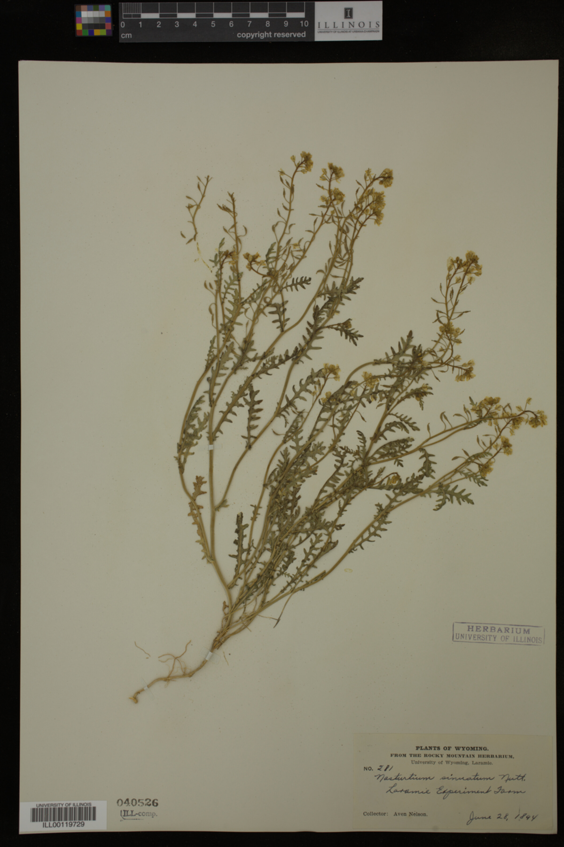 Rorippa sinuata image