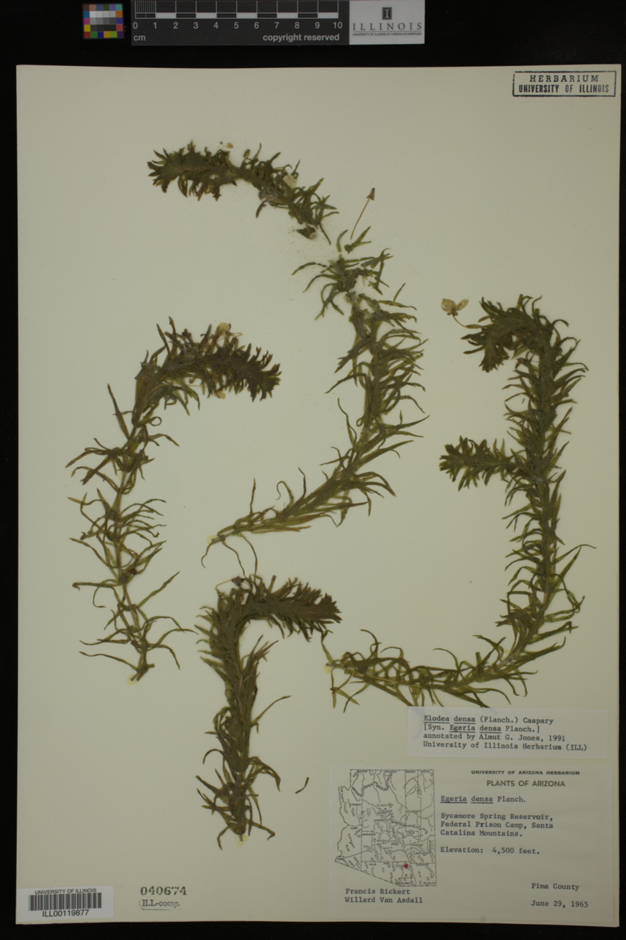 Hydrocharitaceae image