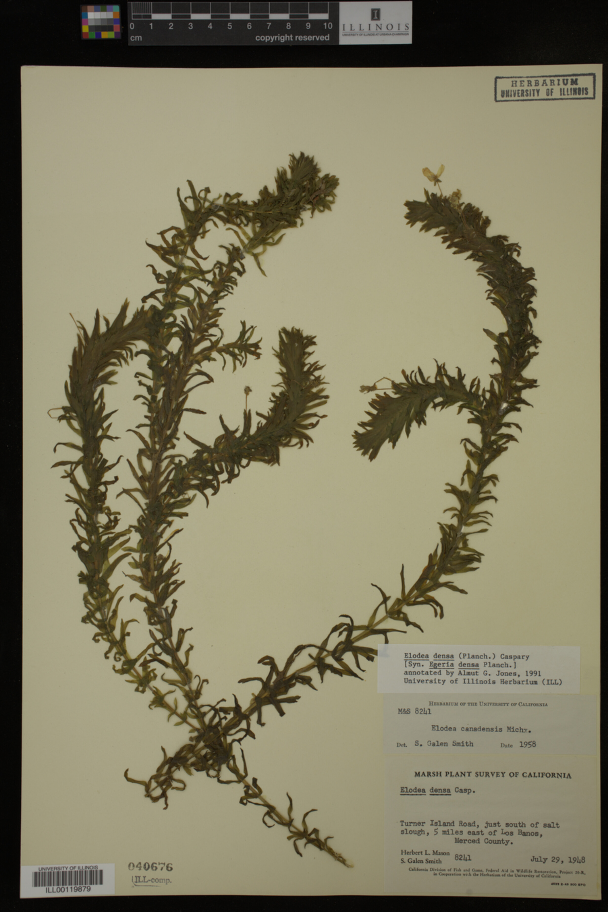 Hydrocharitaceae image