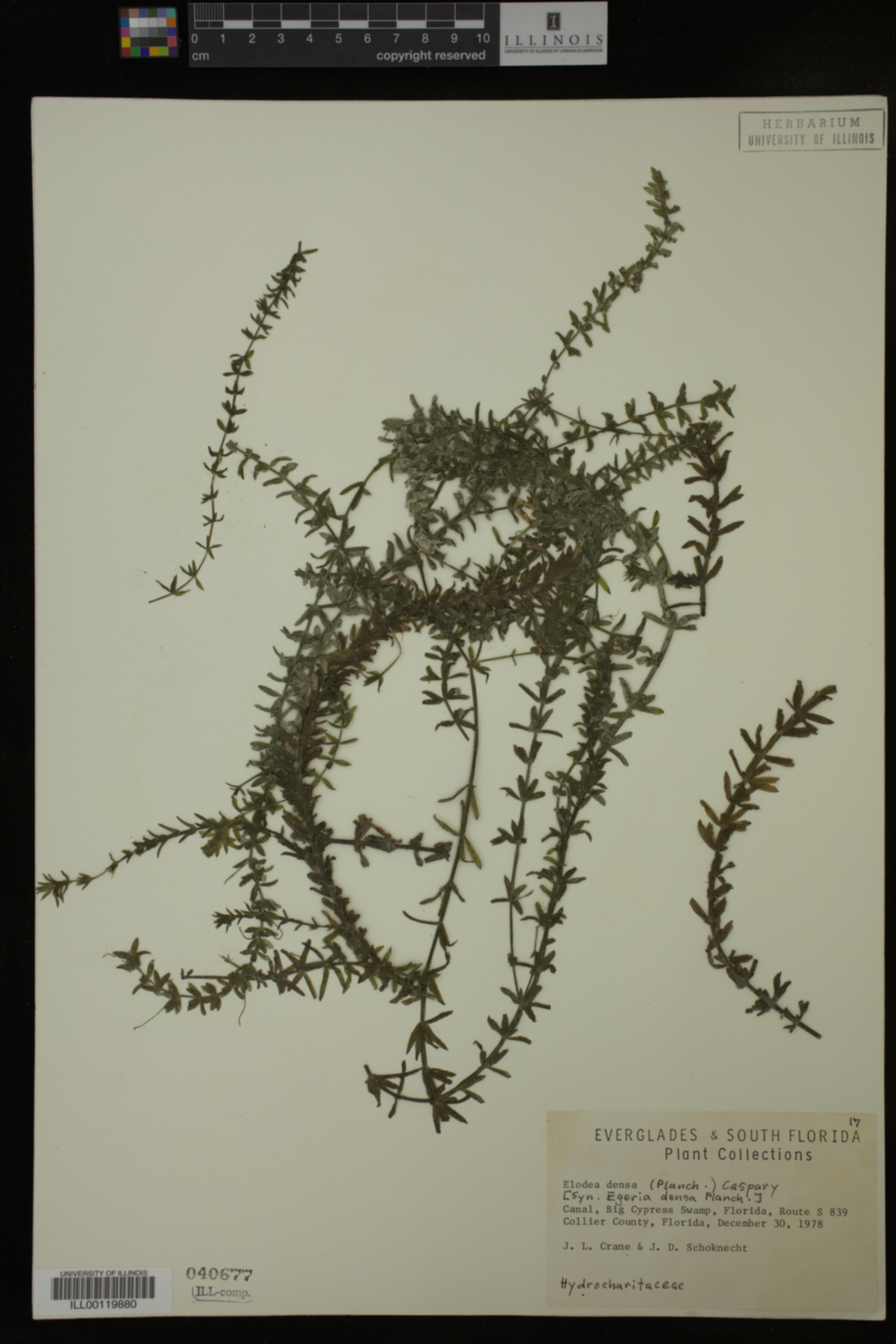 Hydrocharitaceae image