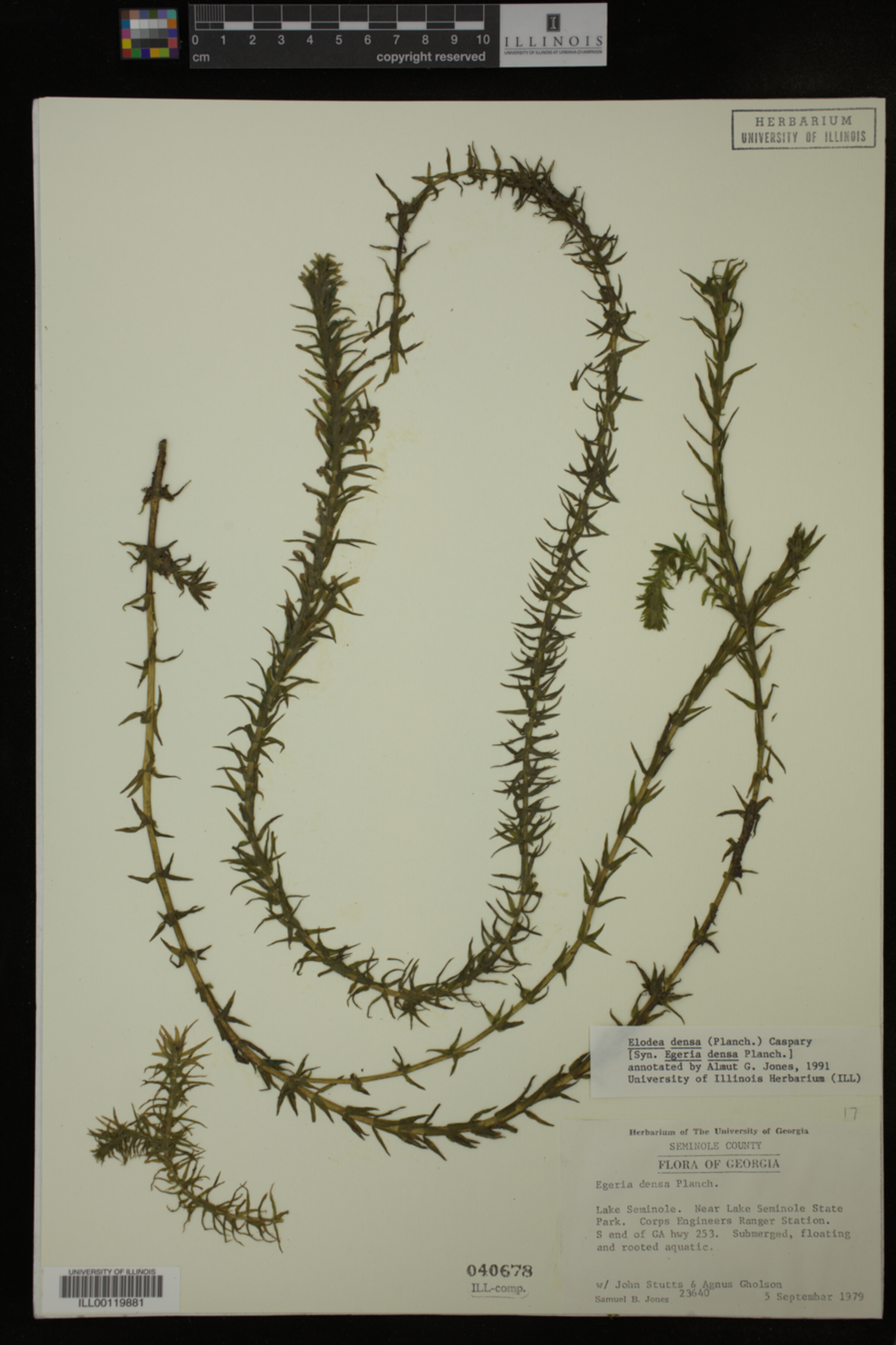 Hydrocharitaceae image