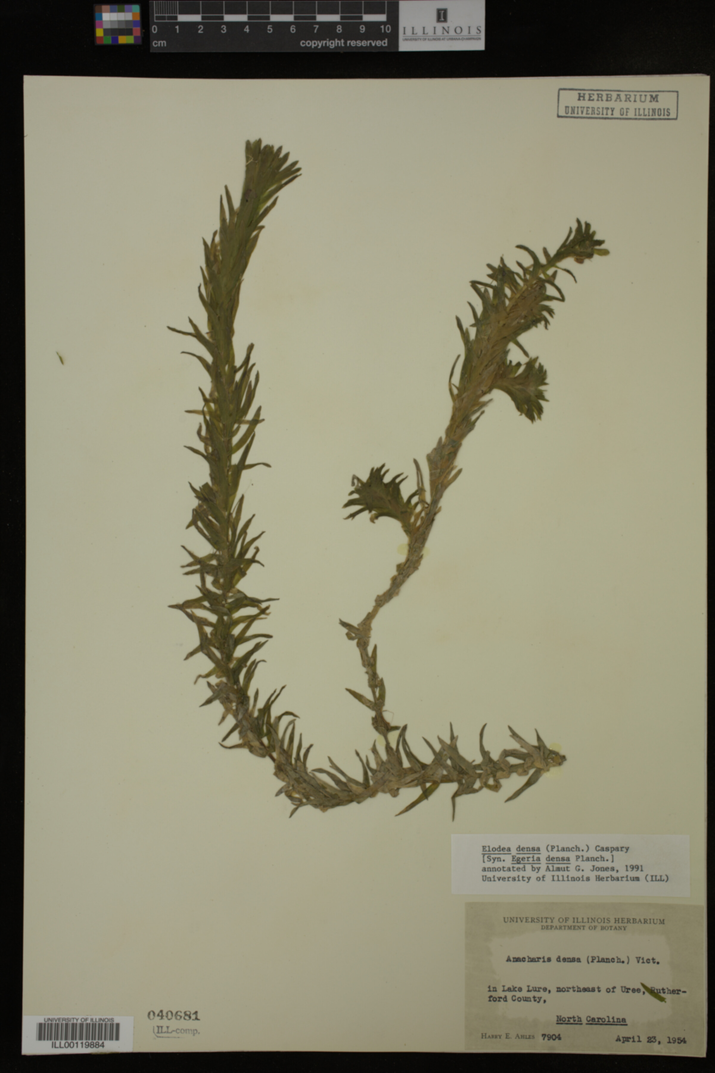 Hydrocharitaceae image