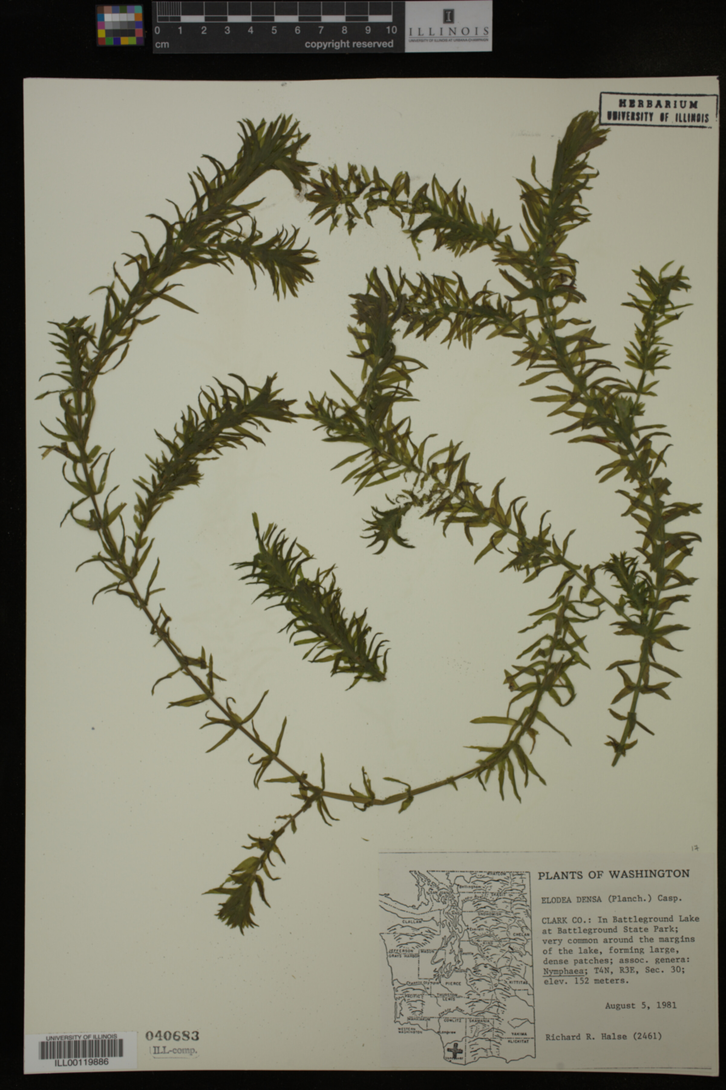 Egeria densa image