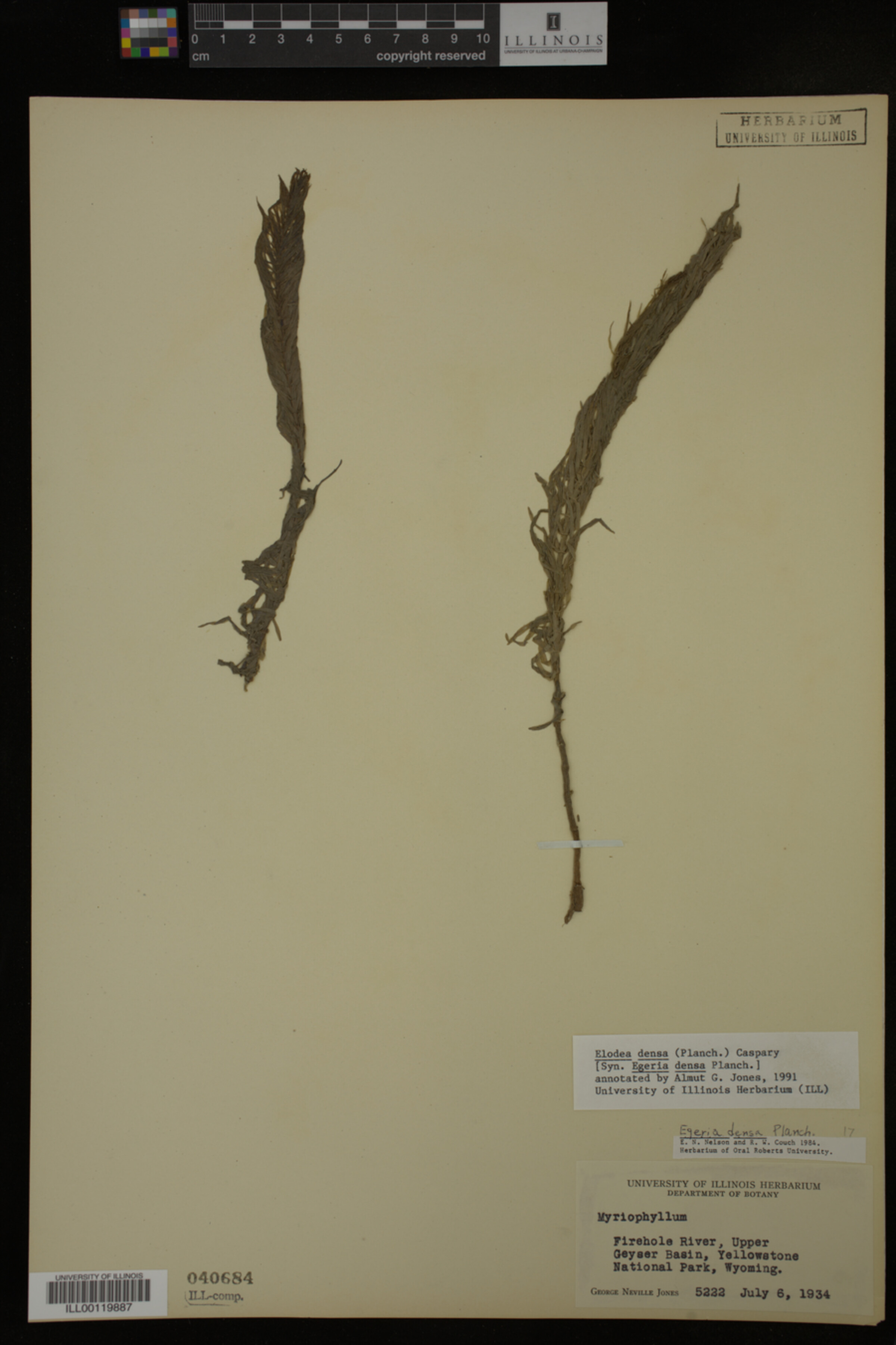 Egeria densa image