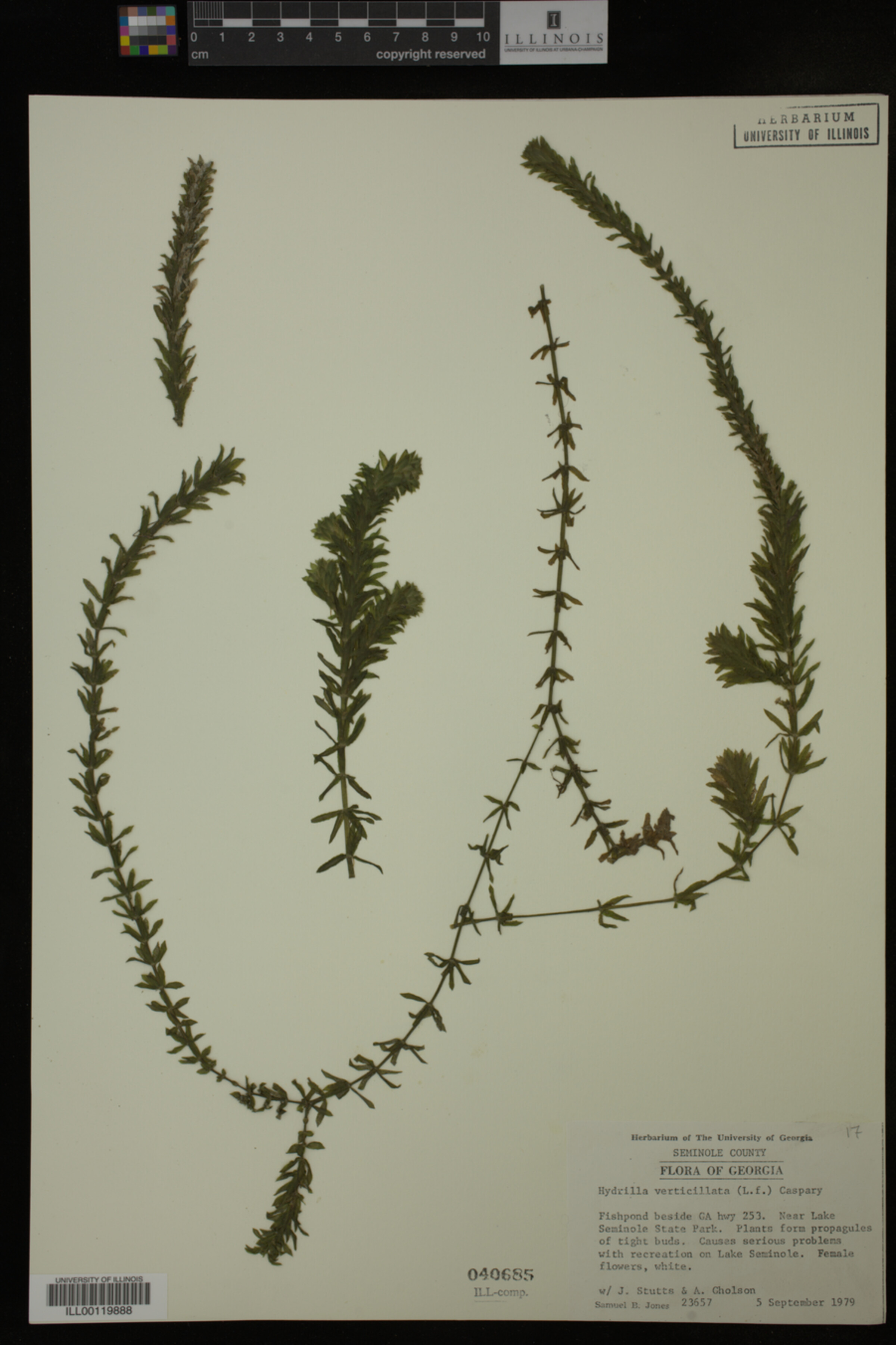 Hydrocharitaceae image