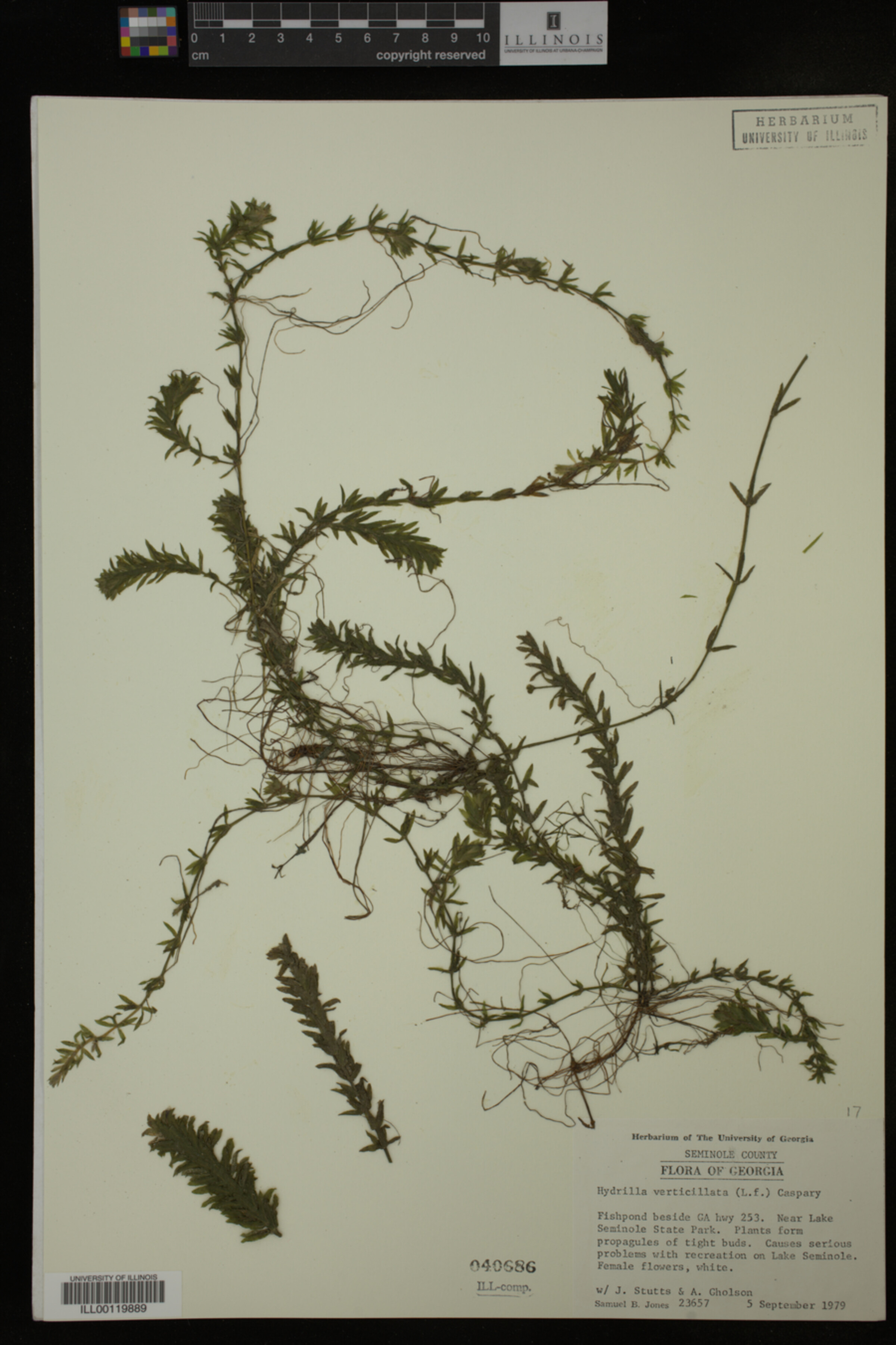 Hydrocharitaceae image