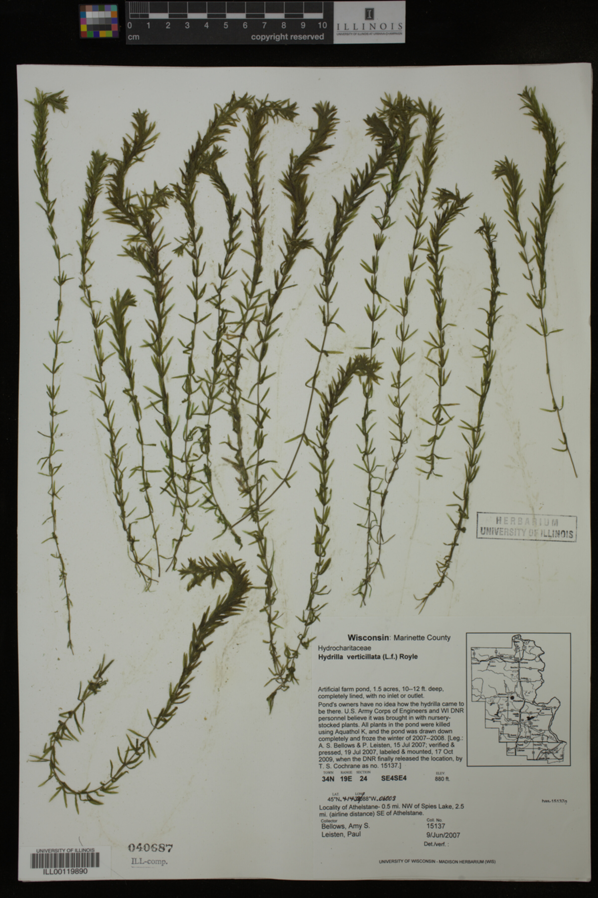 Hydrilla verticillata image