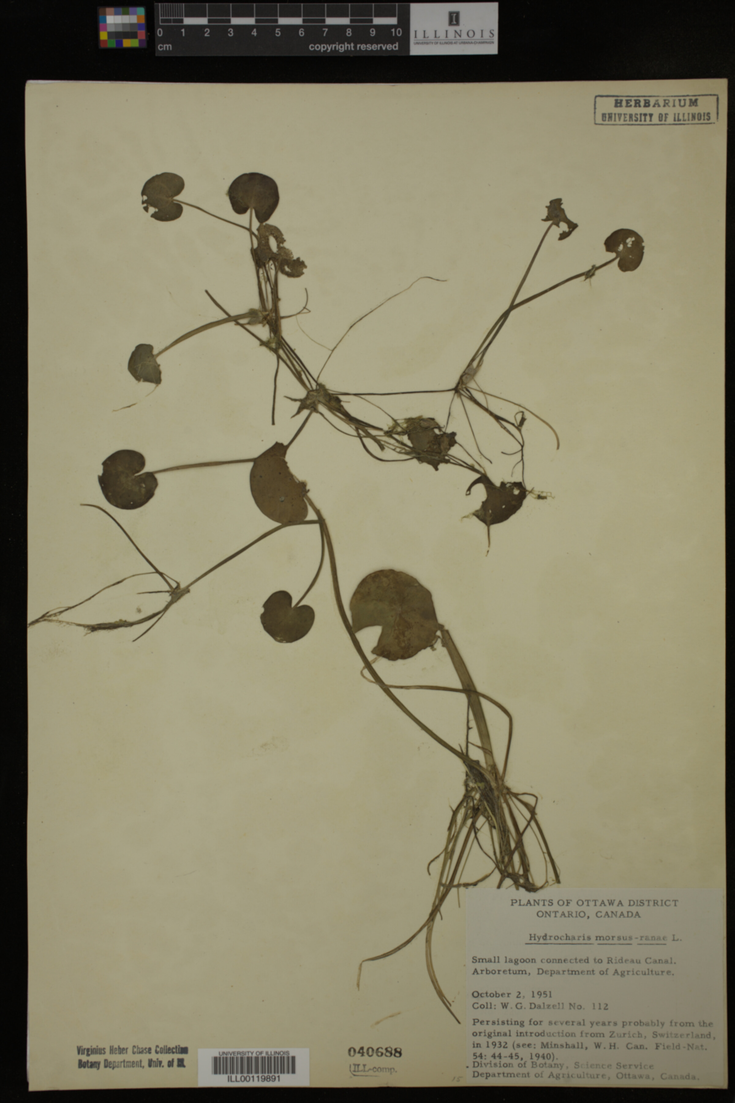 Hydrocharis morsus-ranae image