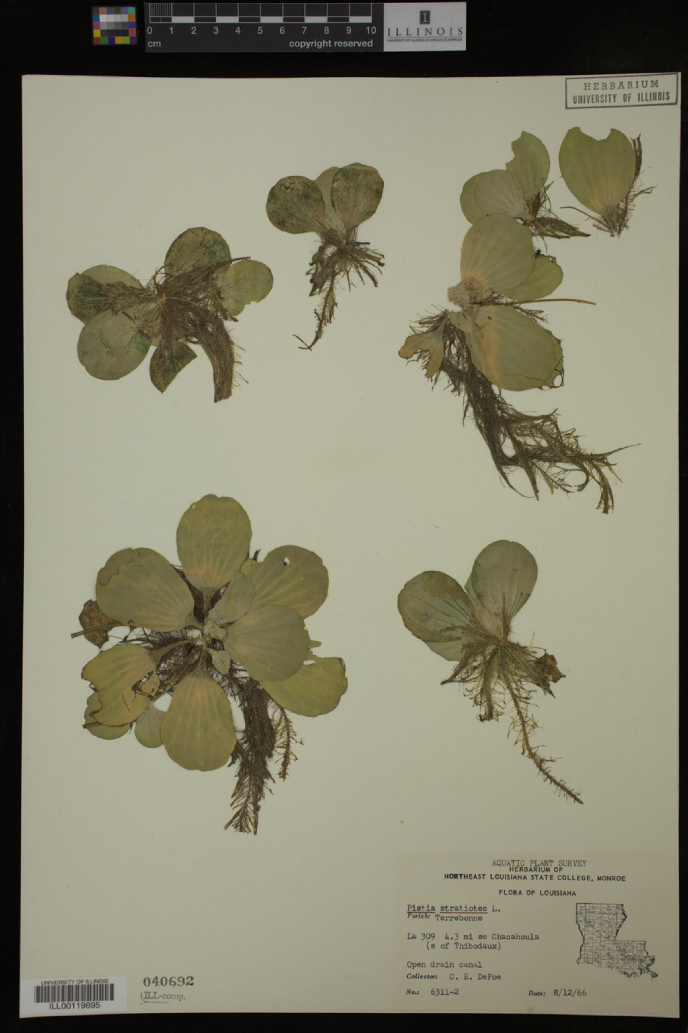Pistia stratiotes image