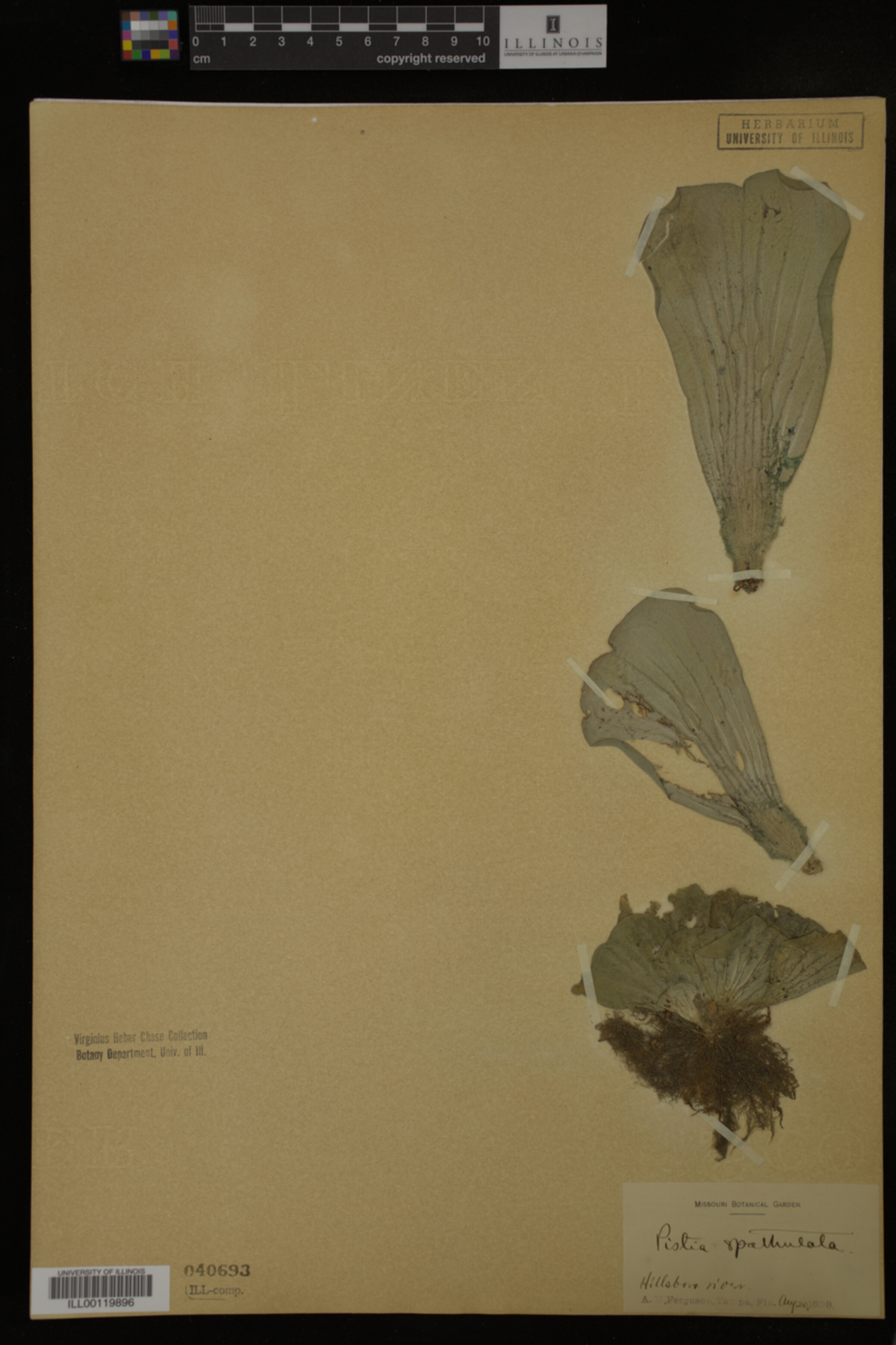 Pistia image