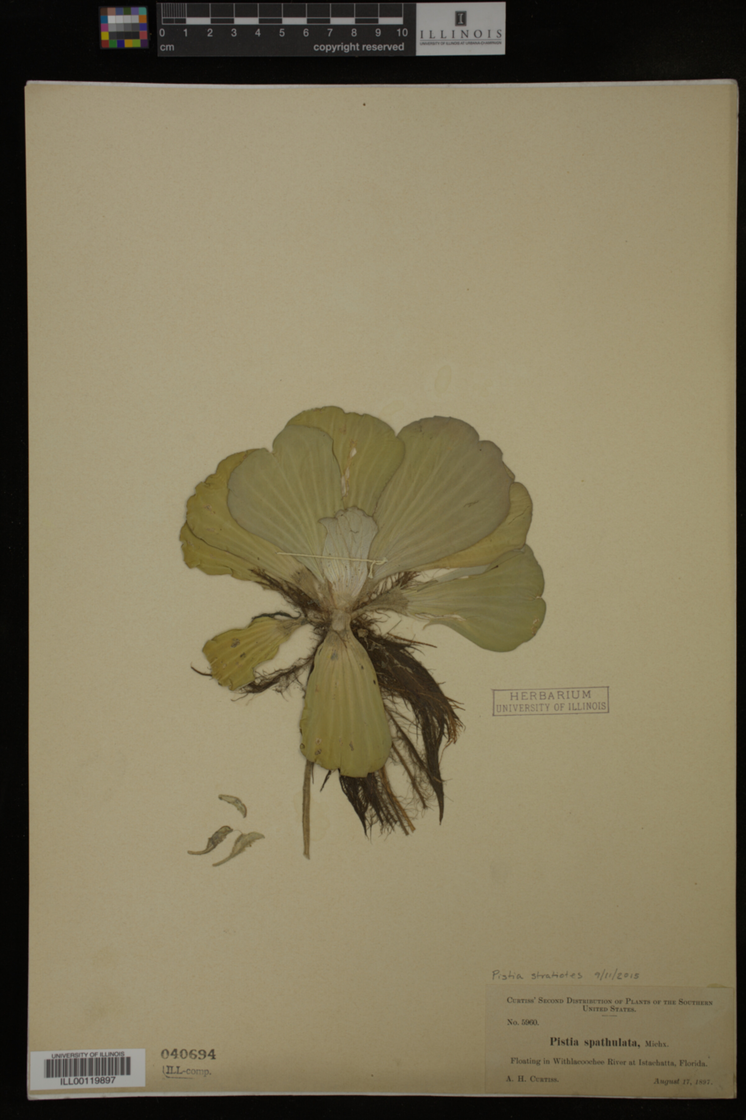 Pistia stratiotes image