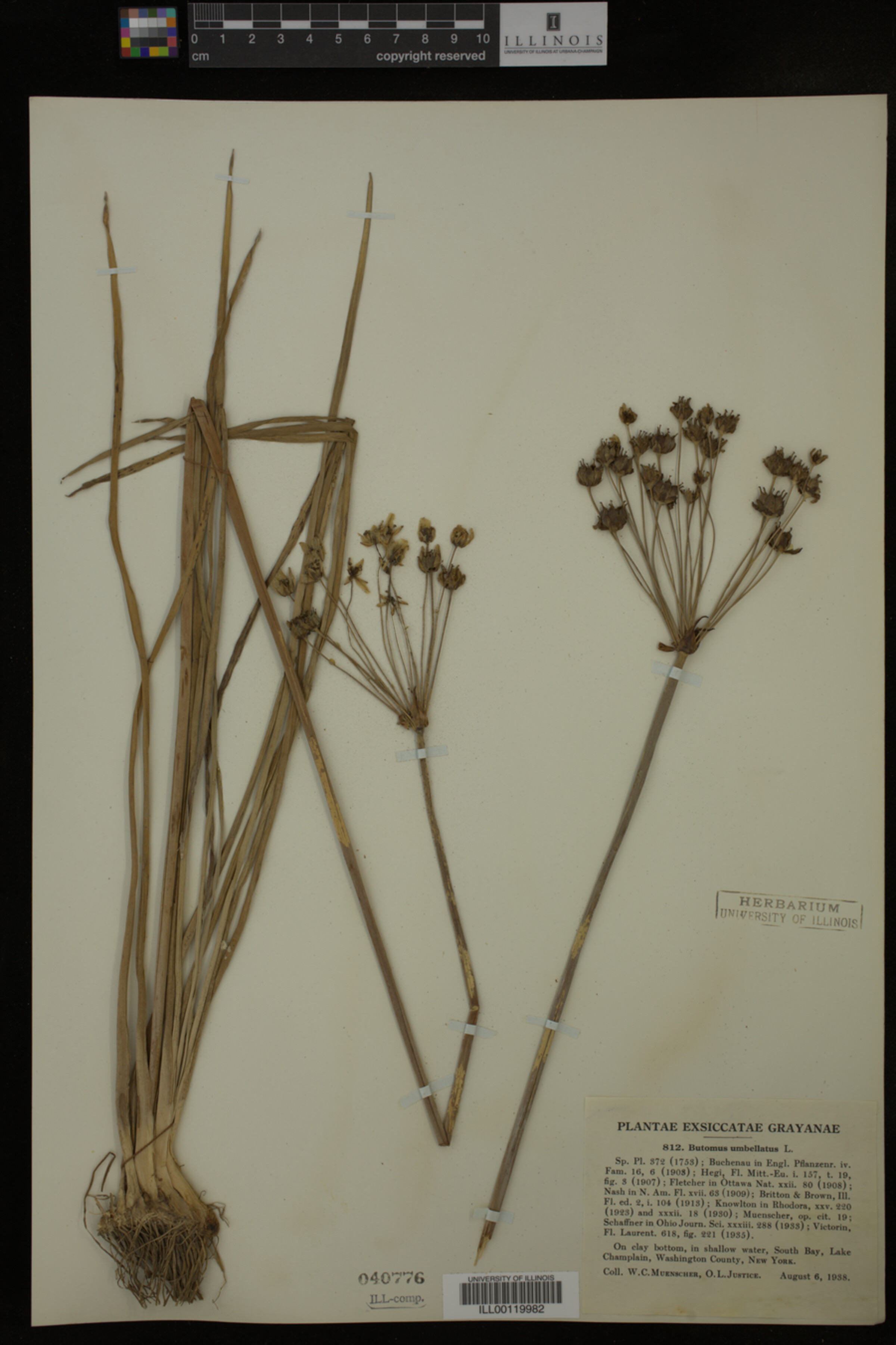 Butomus umbellatus image