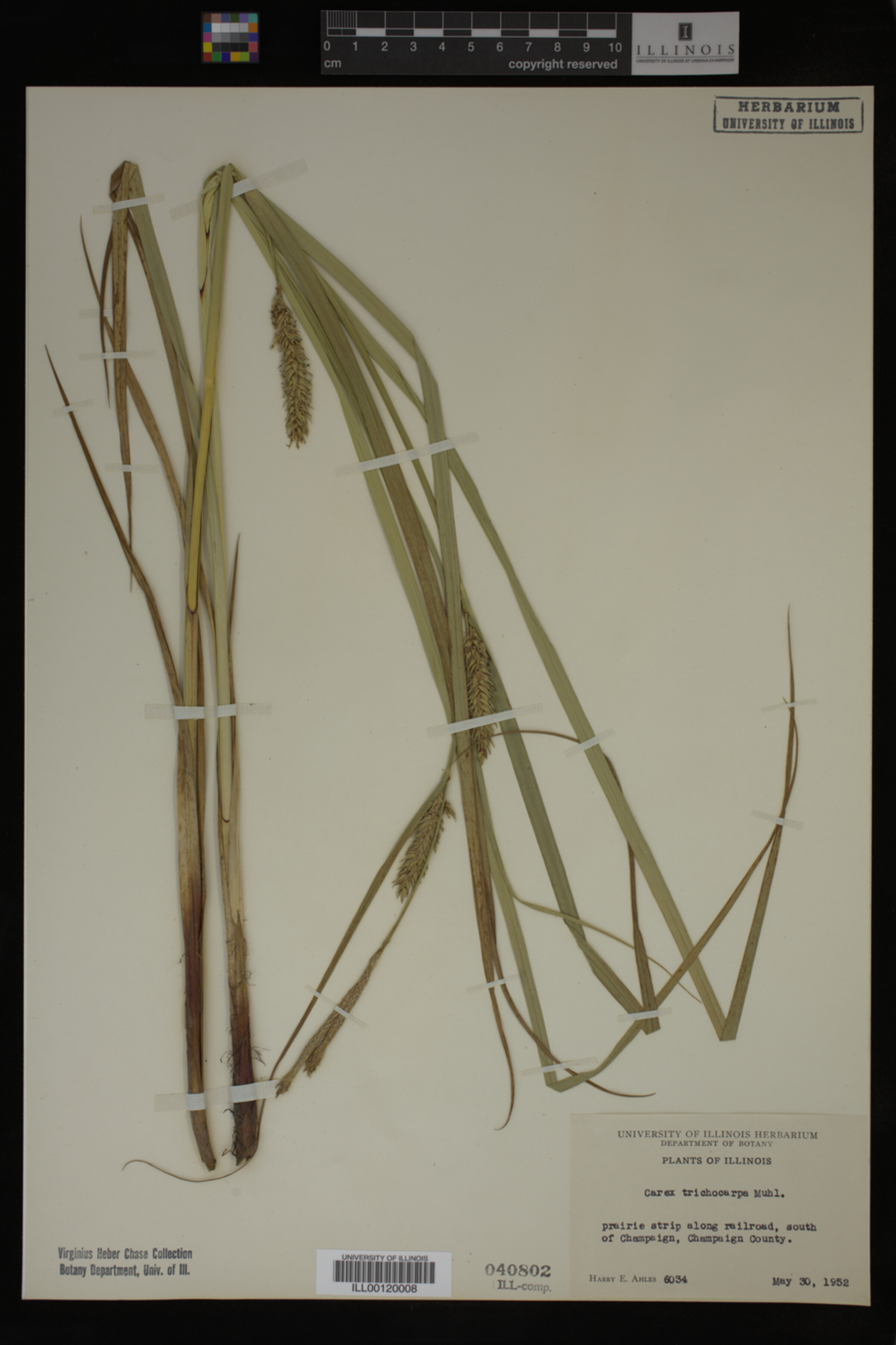 Carex trichocarpa image