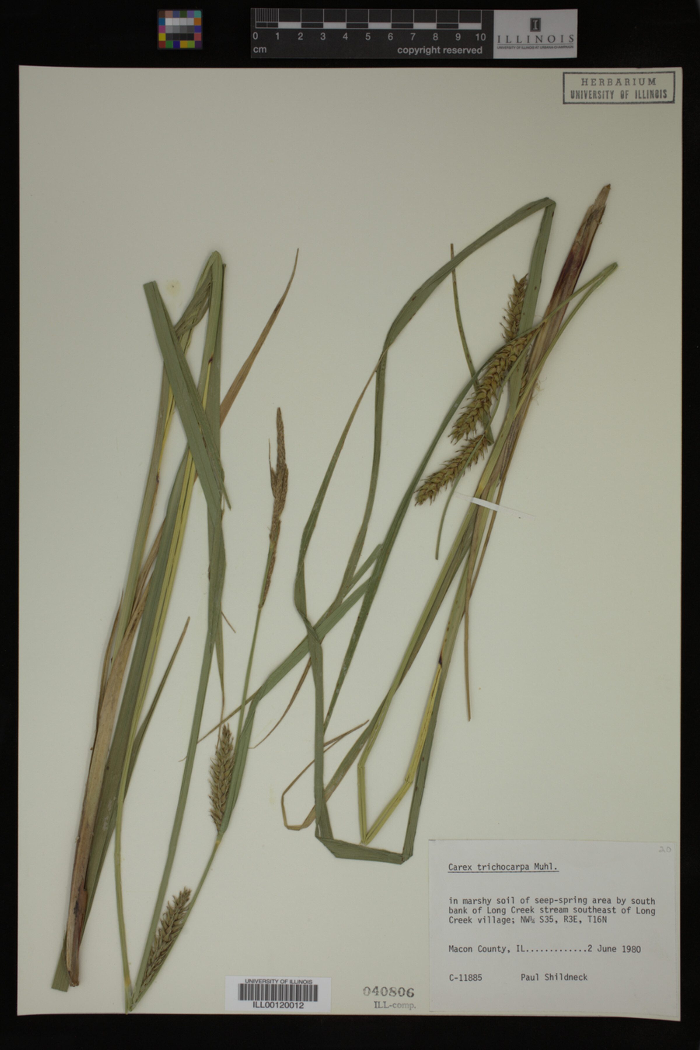 Carex trichocarpa image