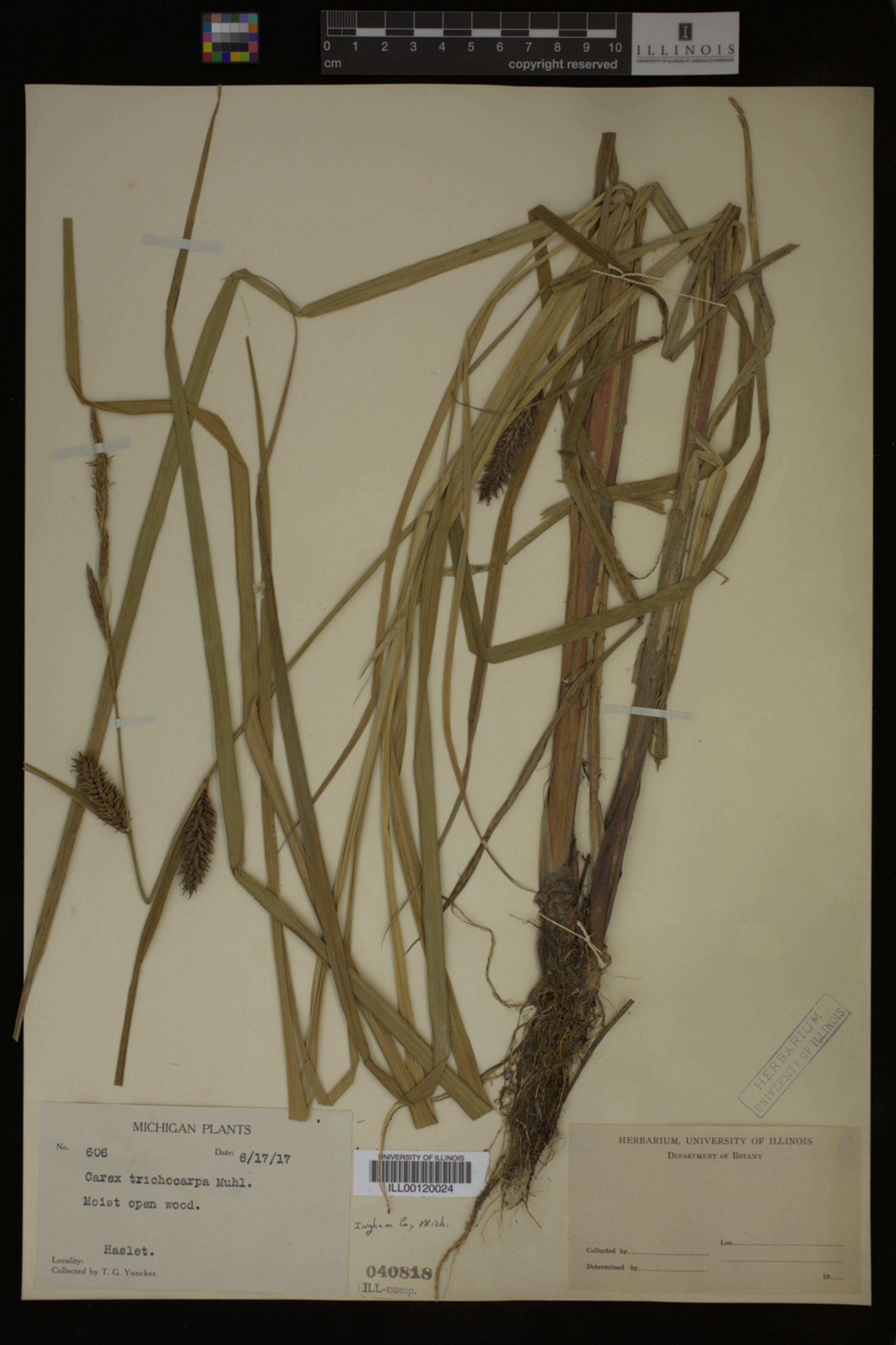 Carex trichocarpa image
