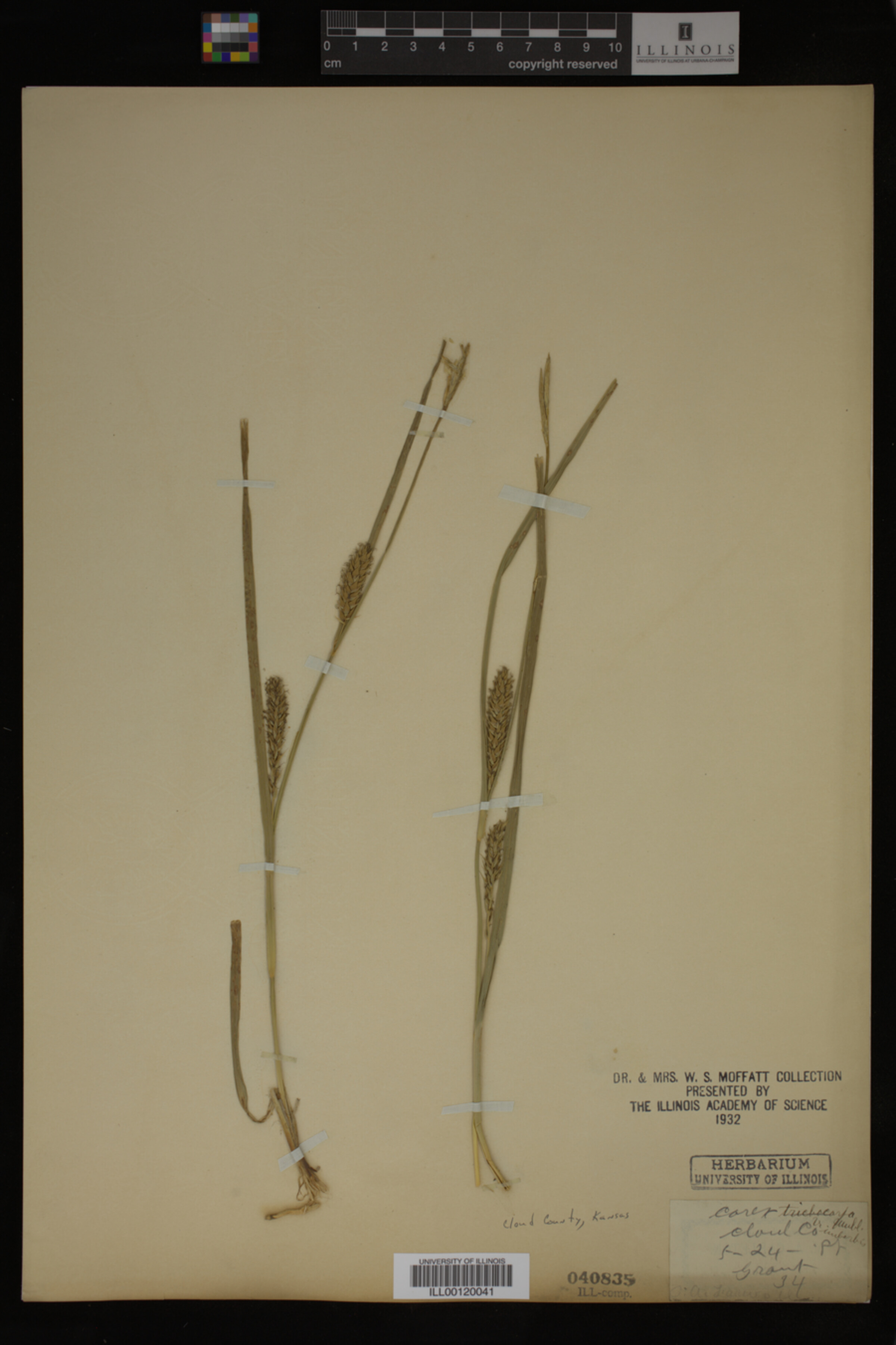 Carex trichocarpa var. imberbis image