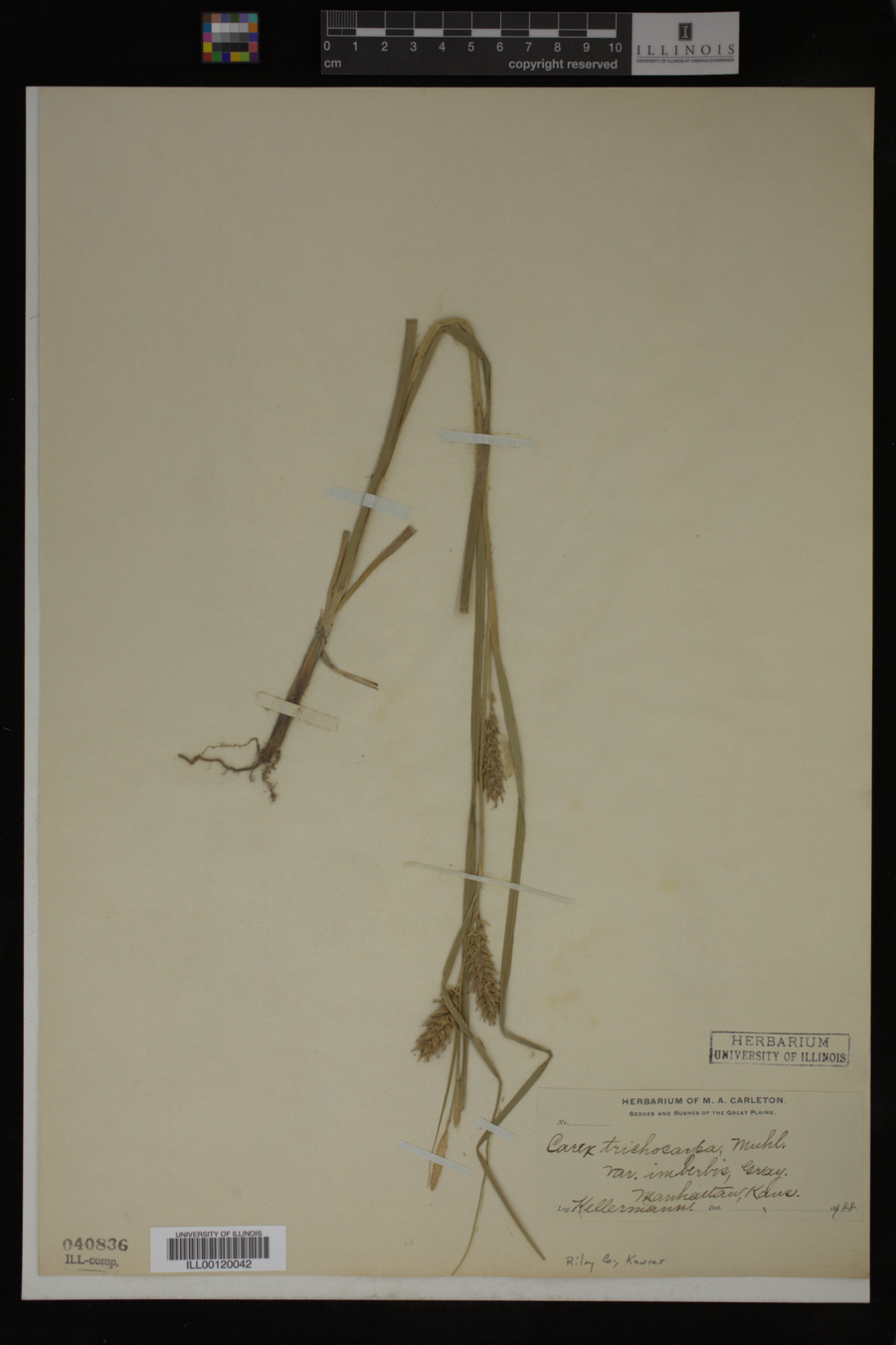 Carex trichocarpa var. imberbis image