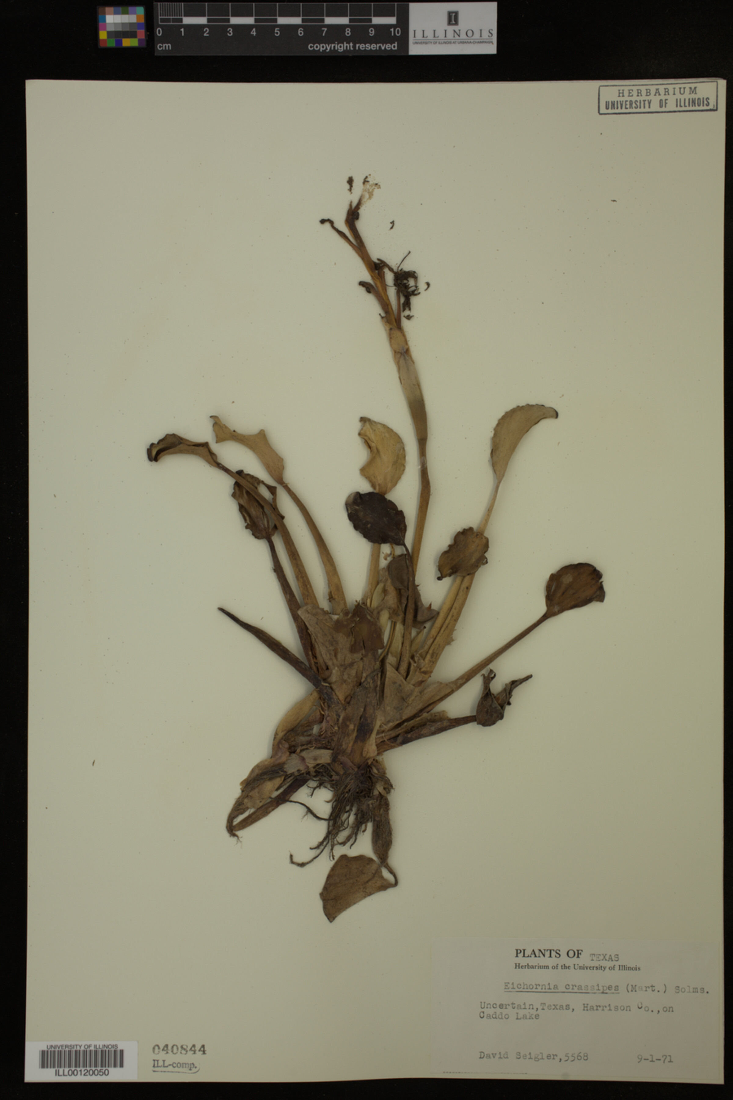 Eichhornia crassipes image