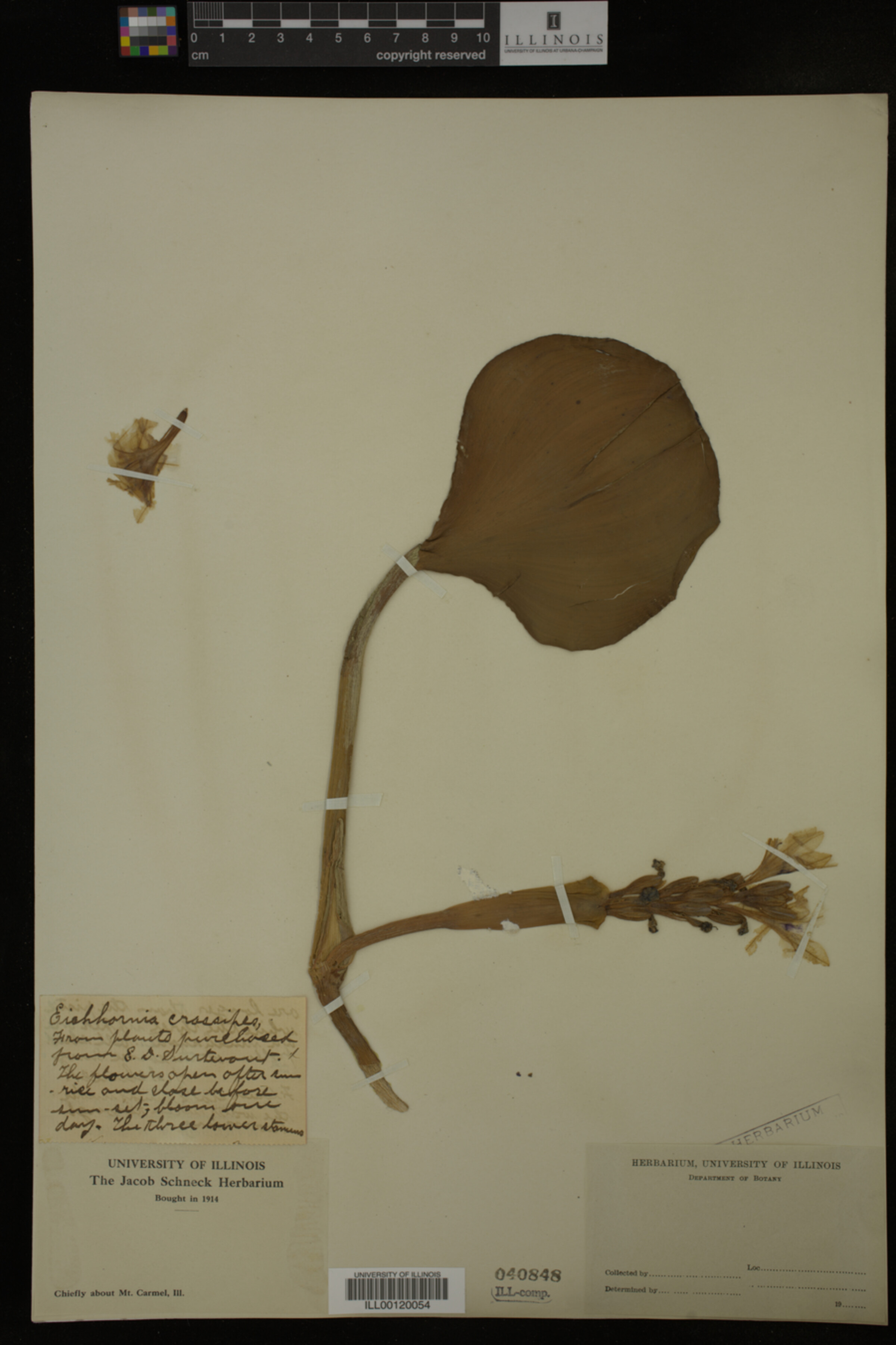 Pontederiaceae image