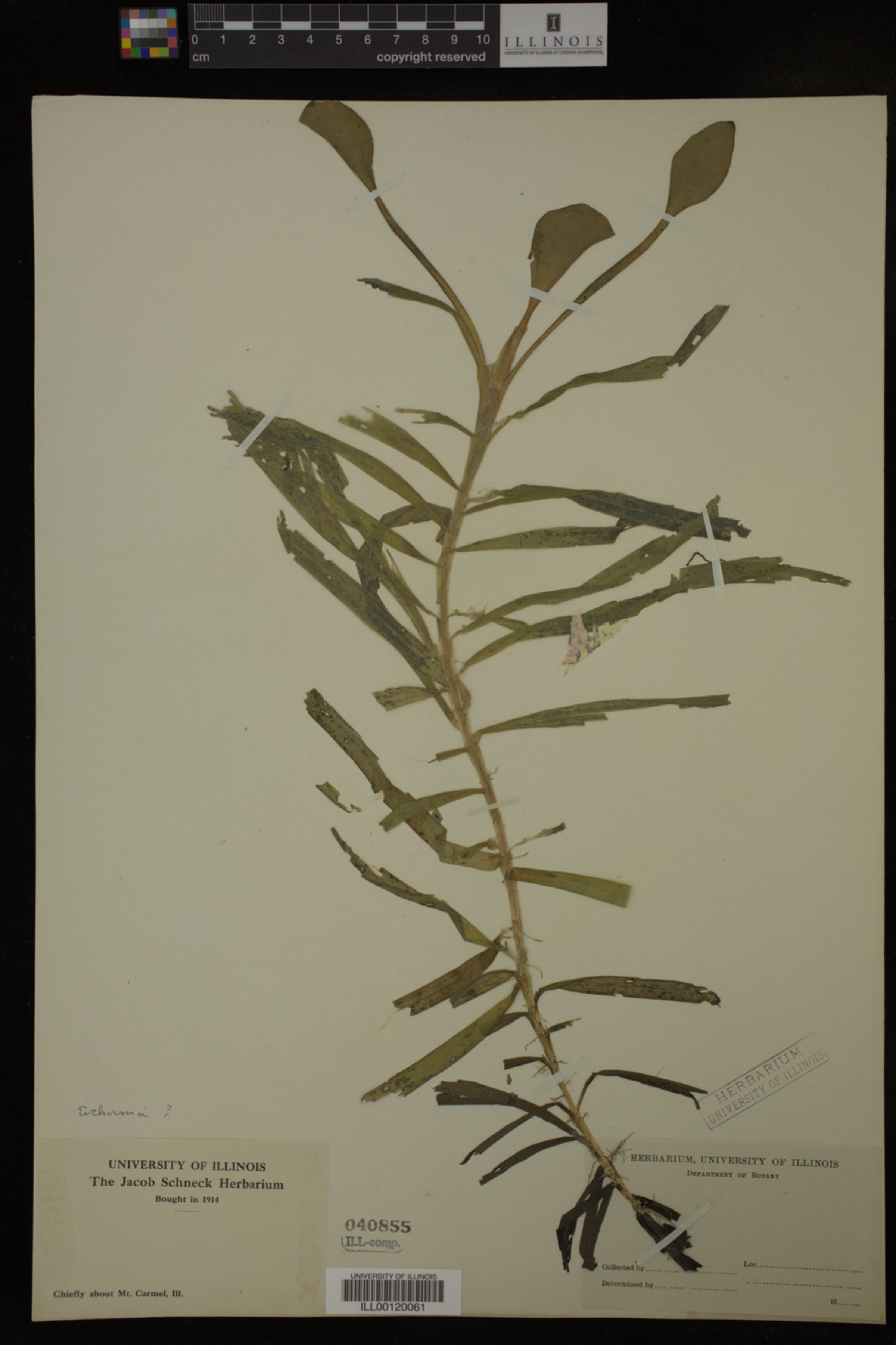 Pontederiaceae image
