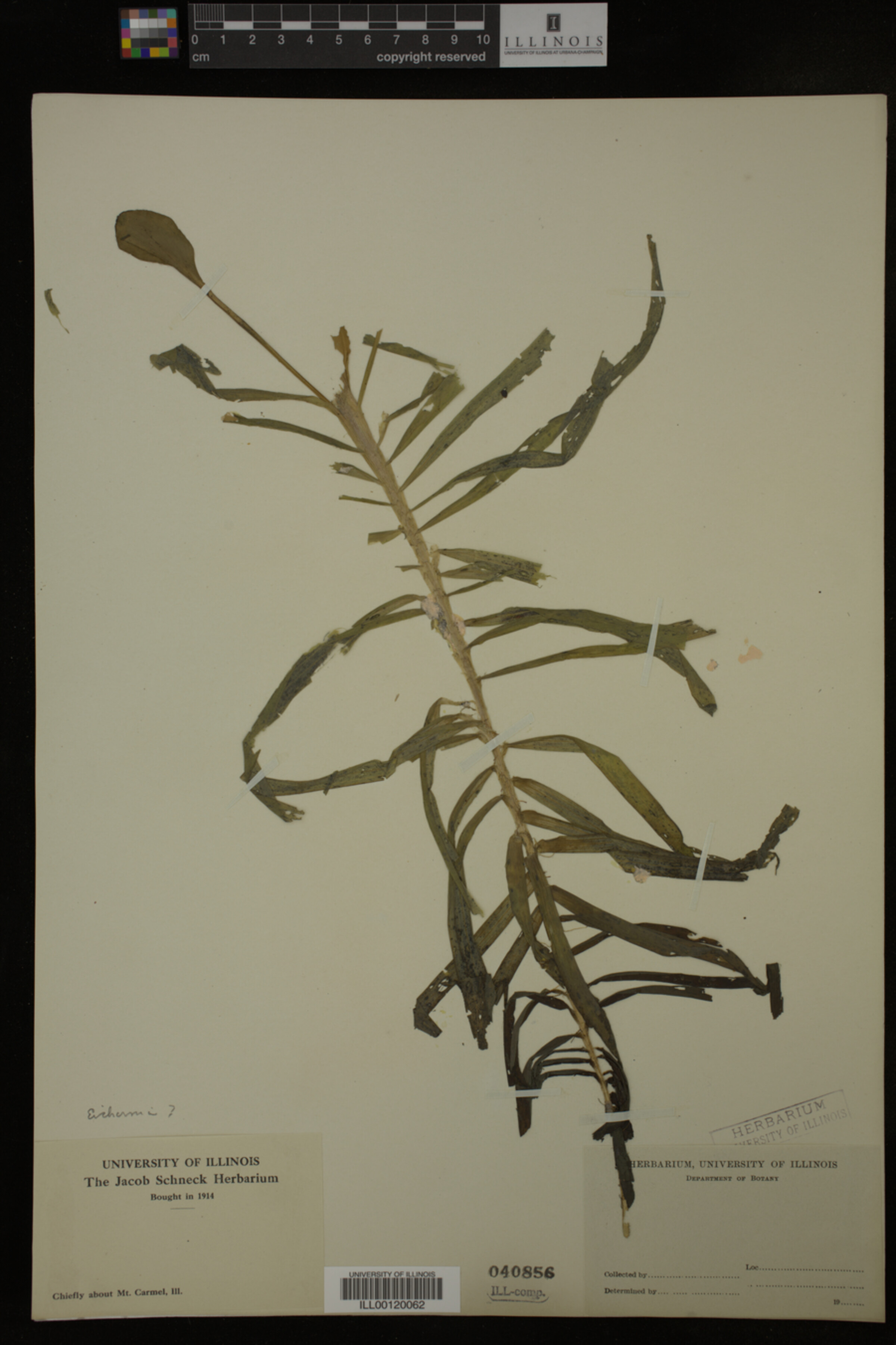 Pontederiaceae image