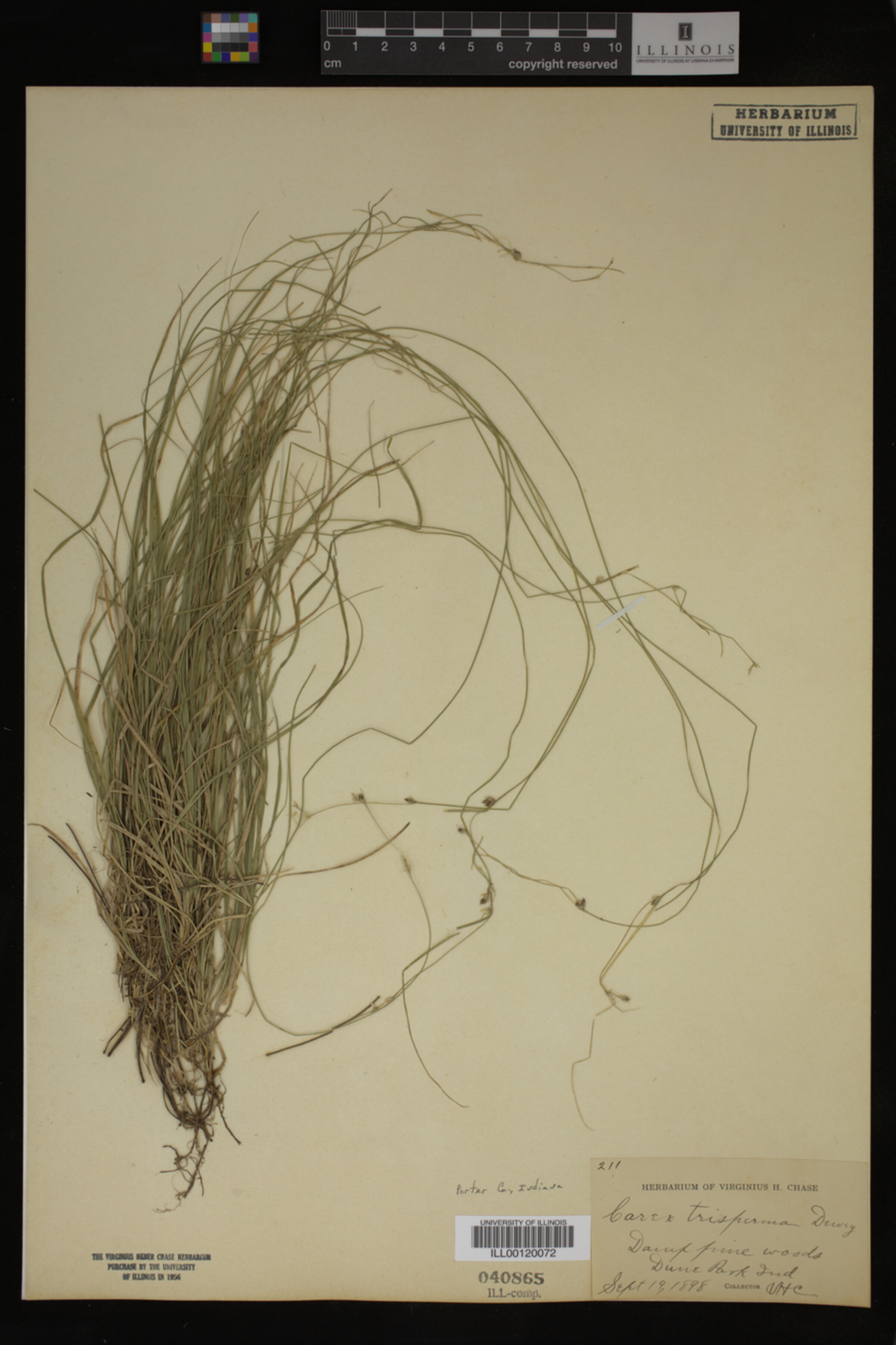 Carex trisperma image