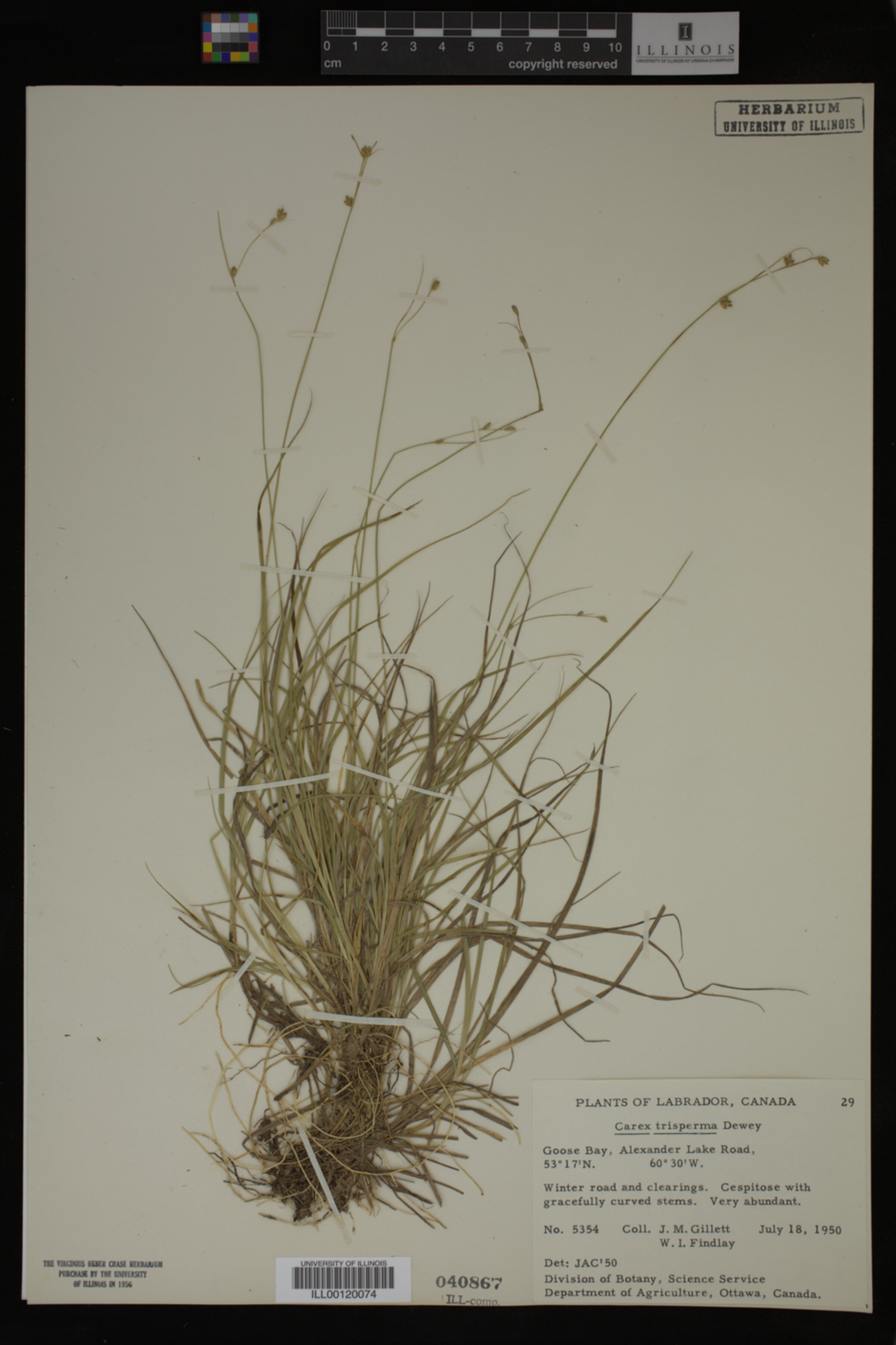 Carex trisperma image