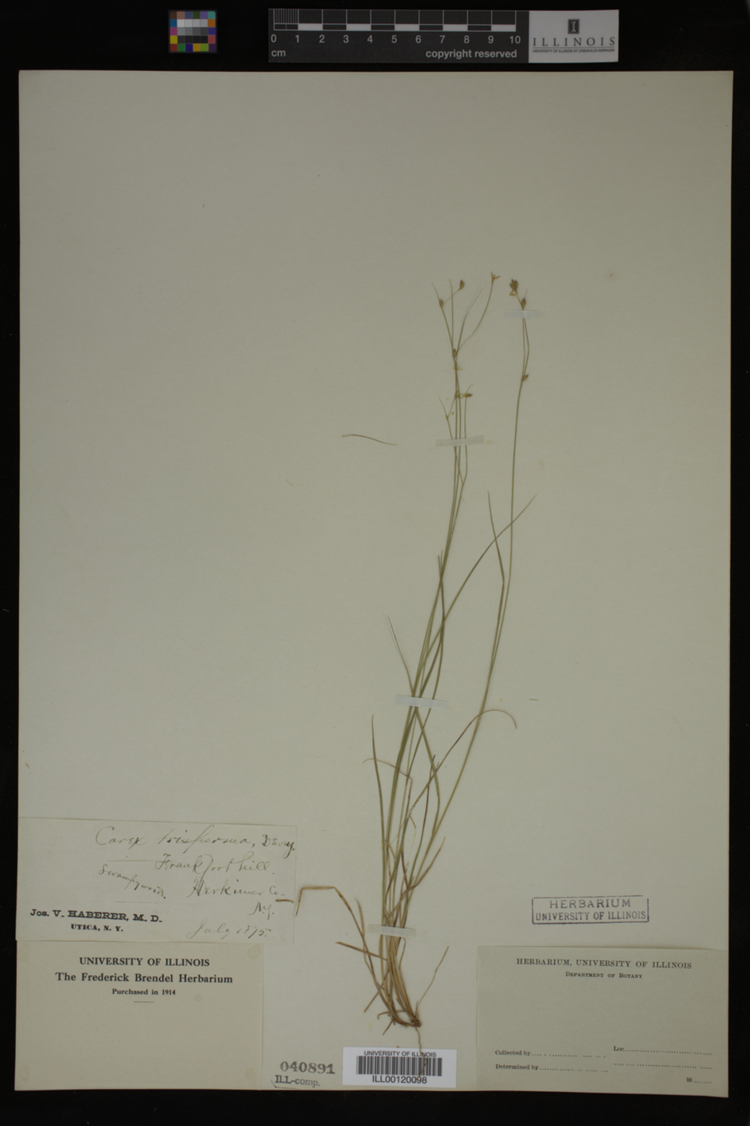 Carex trisperma image
