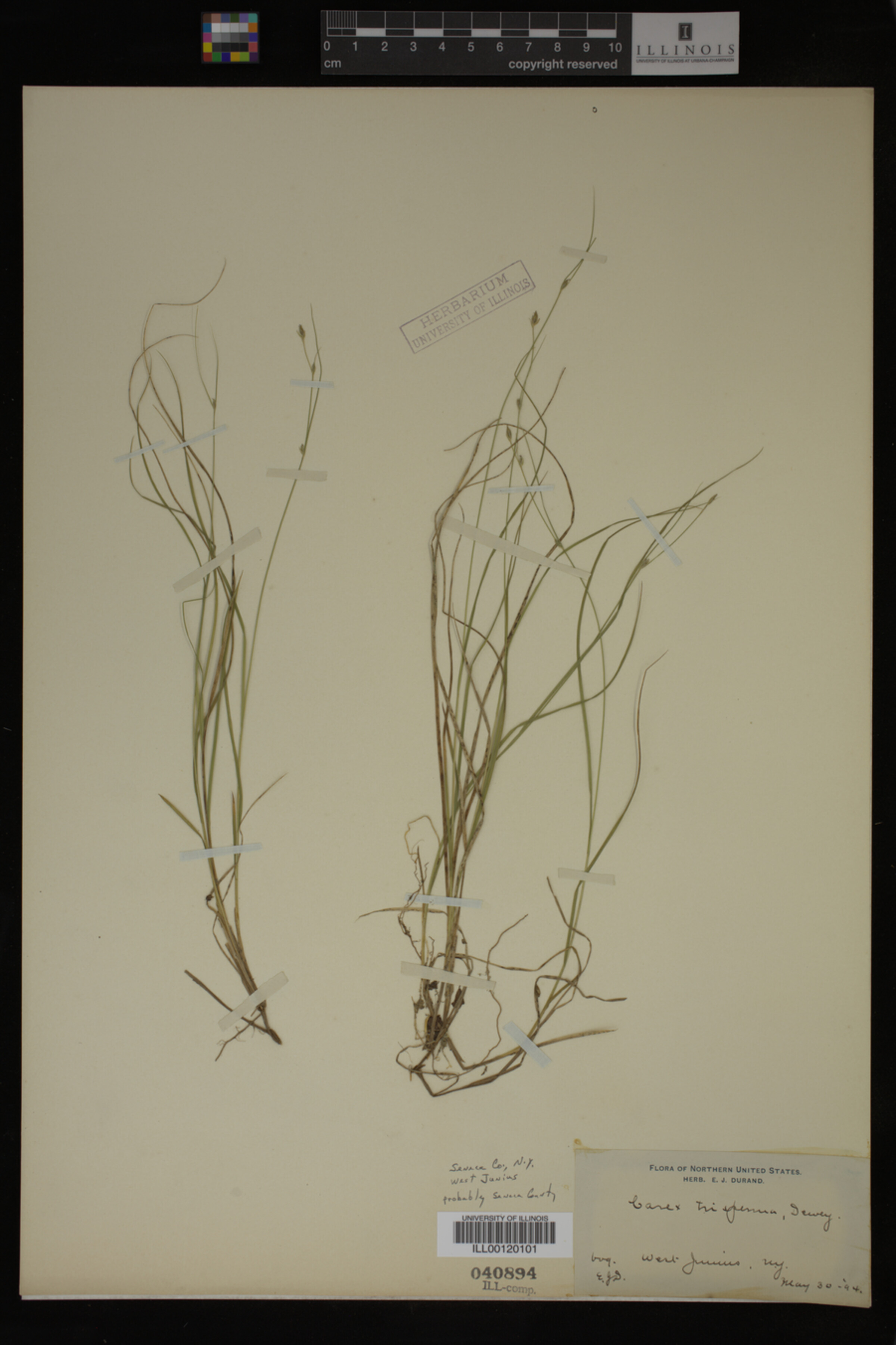 Carex trisperma image