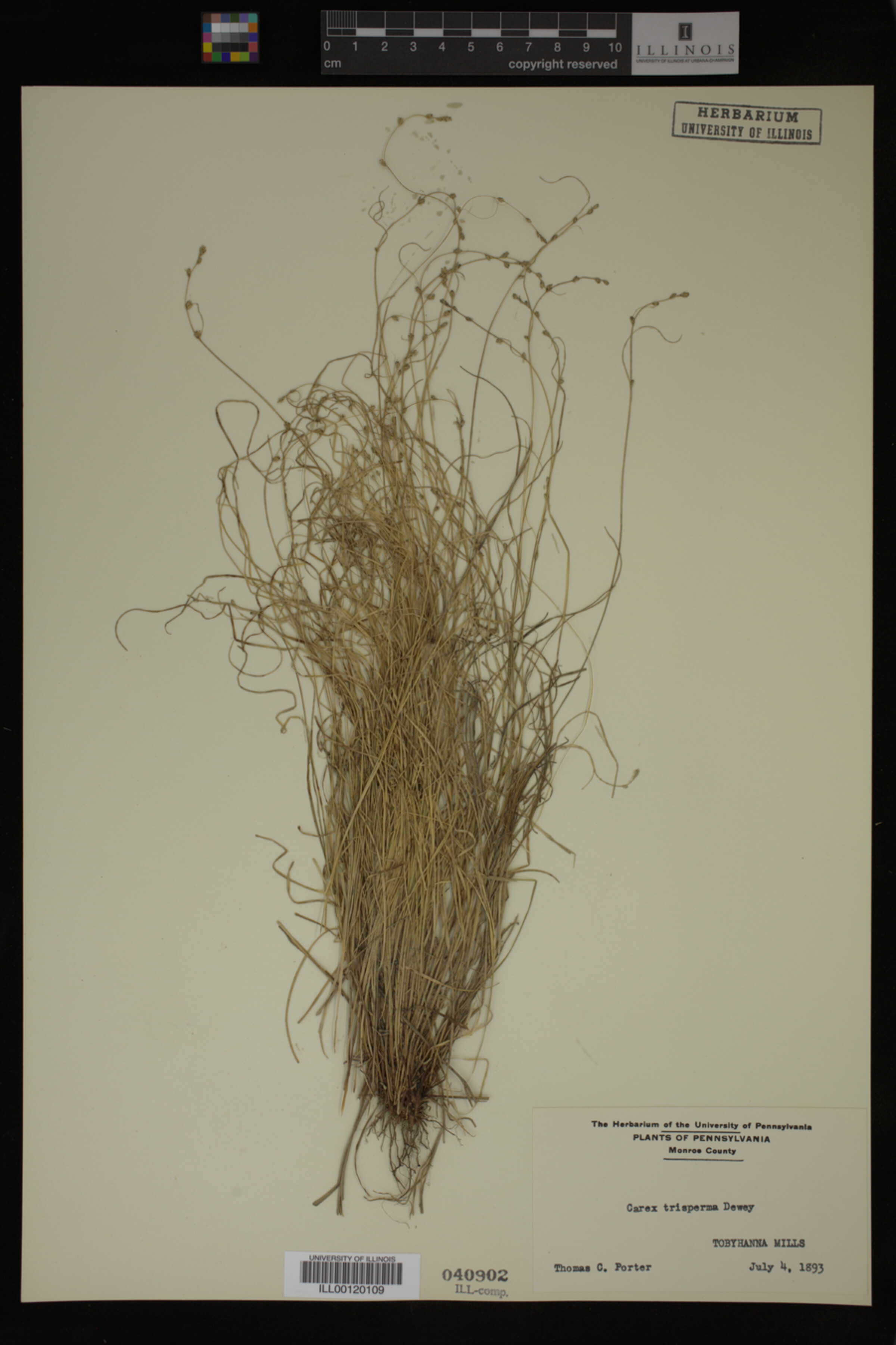 Carex trisperma image