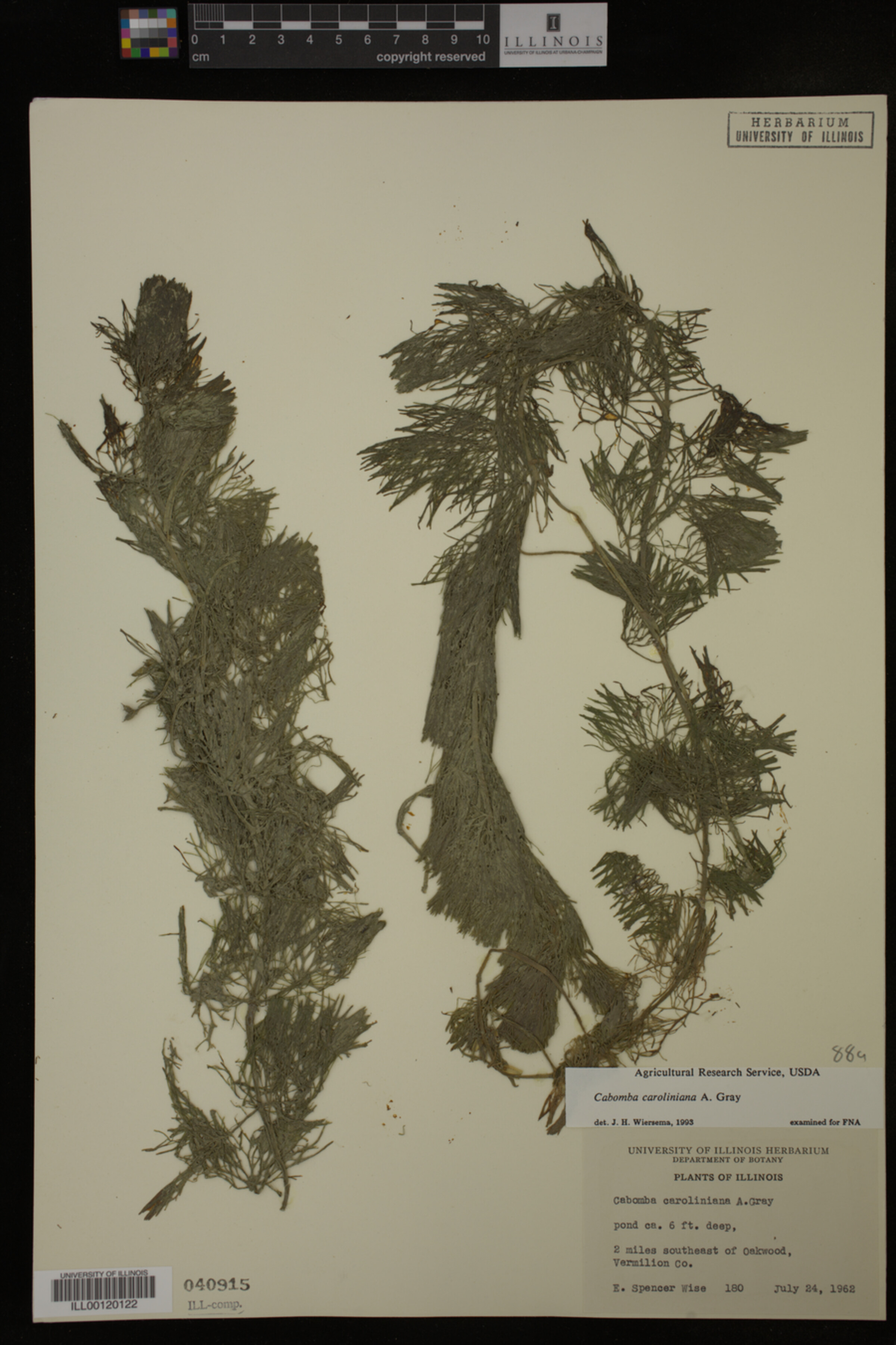 Cabombaceae image