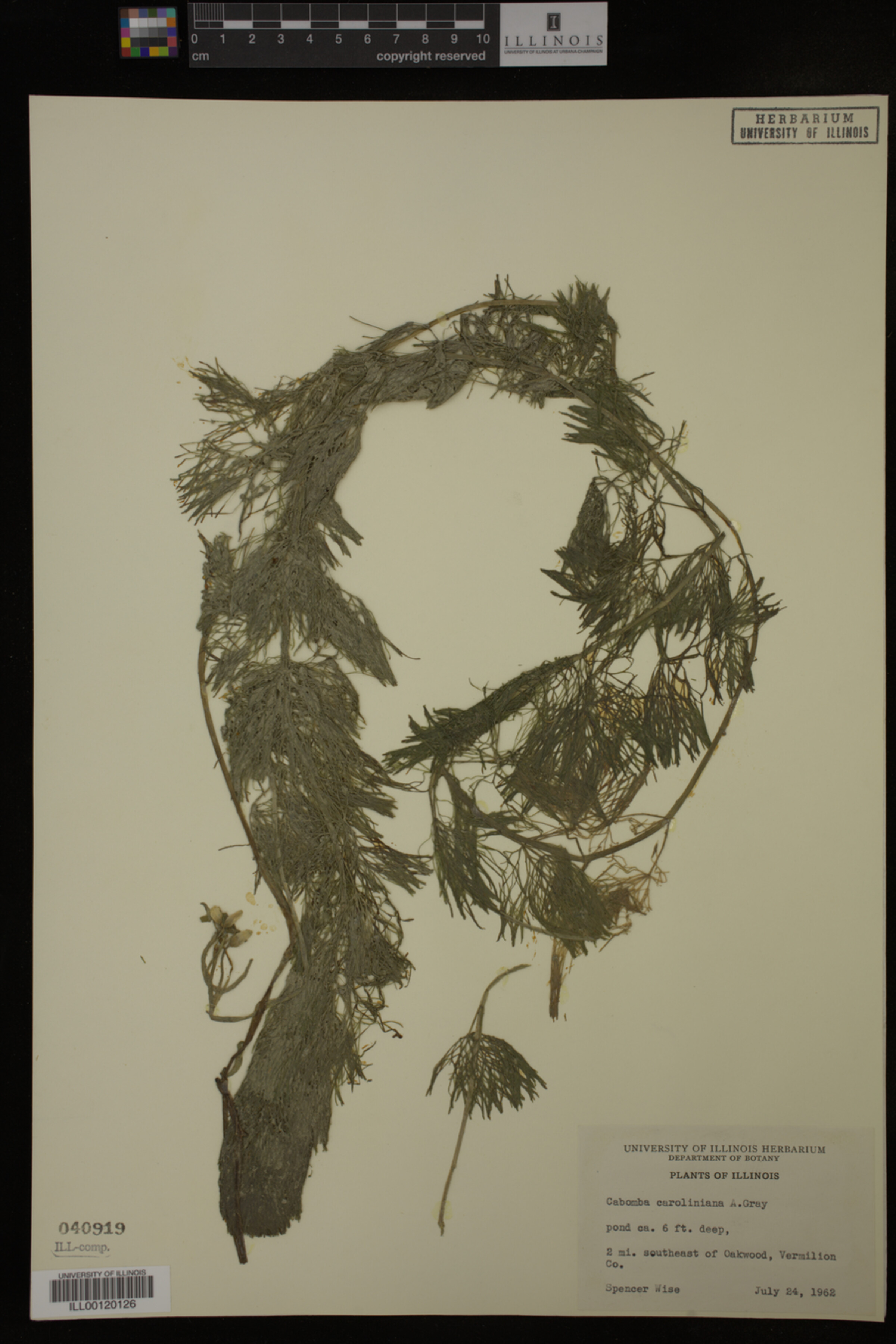 Cabombaceae image